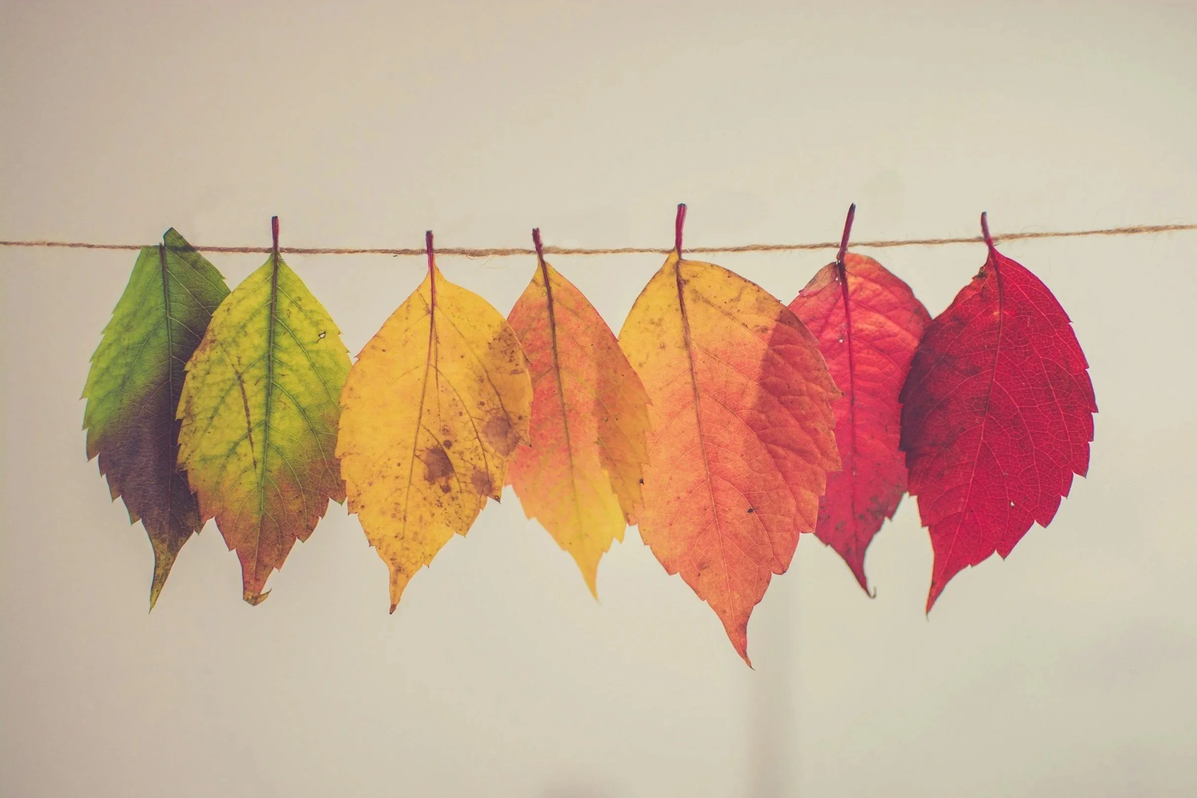 Seven autumn leaves in varying shades of green, yellow, orange, and red hang on a string against a plain background.