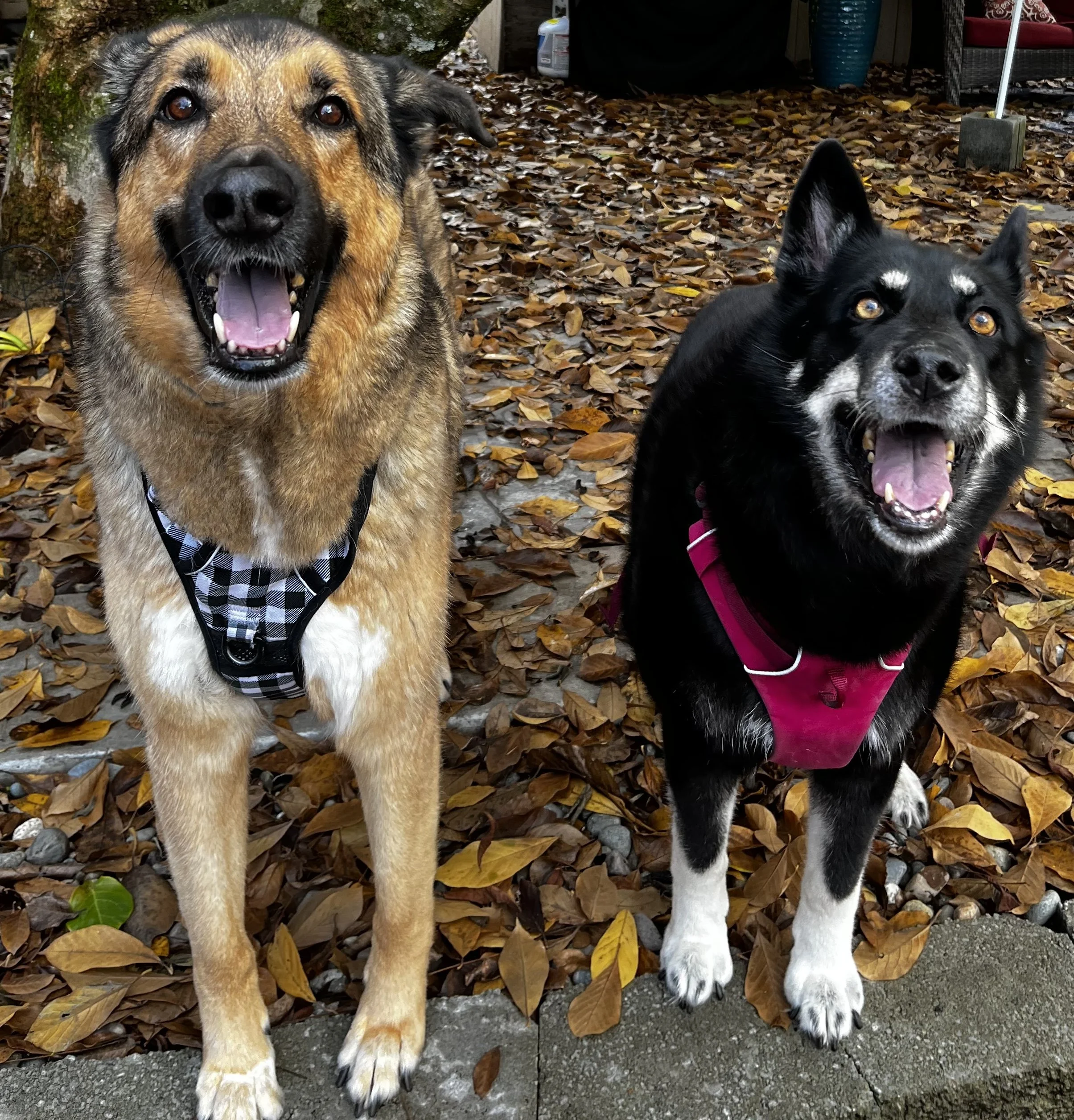 Two happy dogs, one with a brown and black coat wearing a checkered harness, the other with a black and white coat wearing a pink harness, standing on a leaf-covered ground.