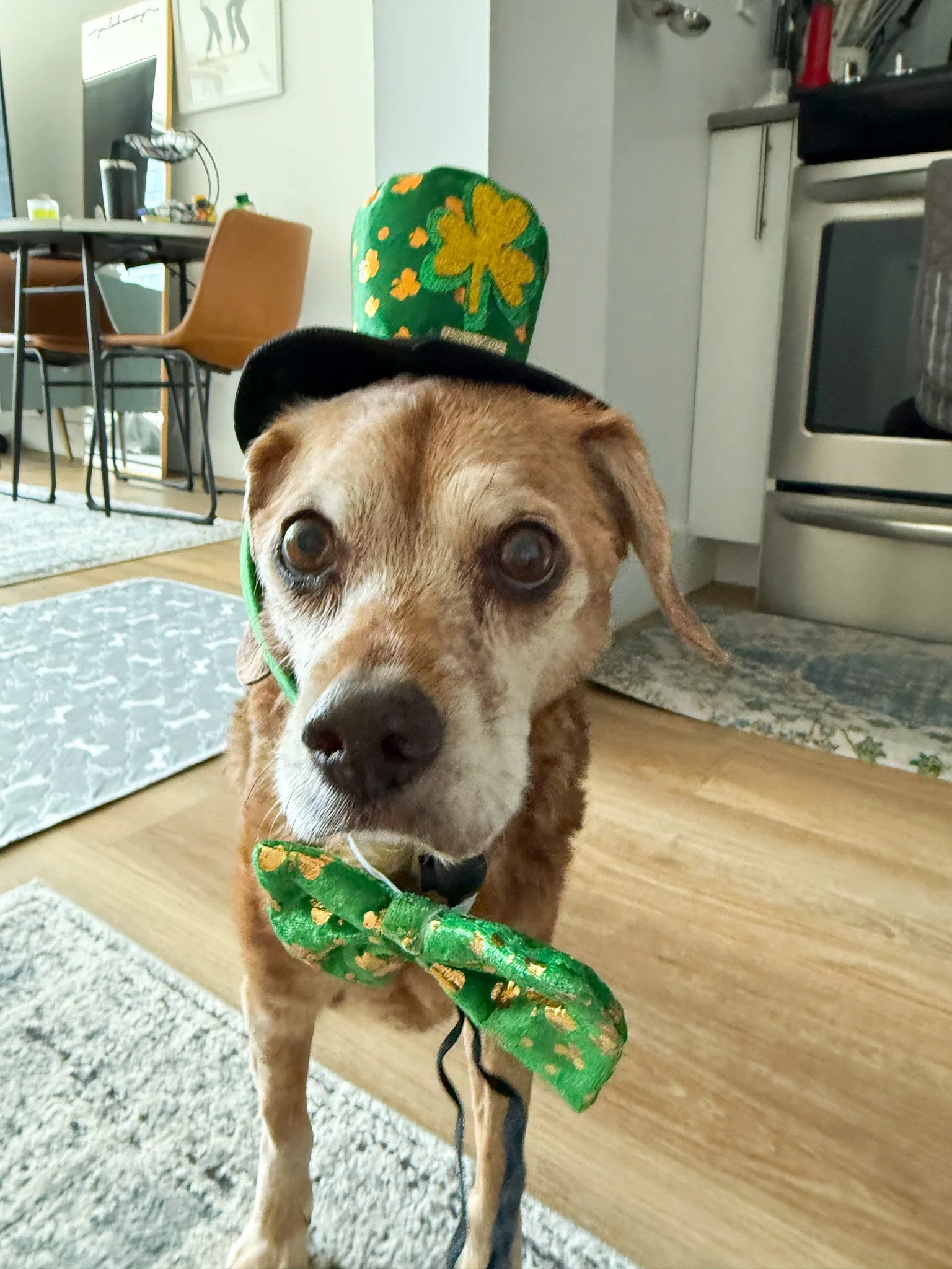 A dog wearing a St. Patrick's Day hat and bow tie standing indoors in a home.