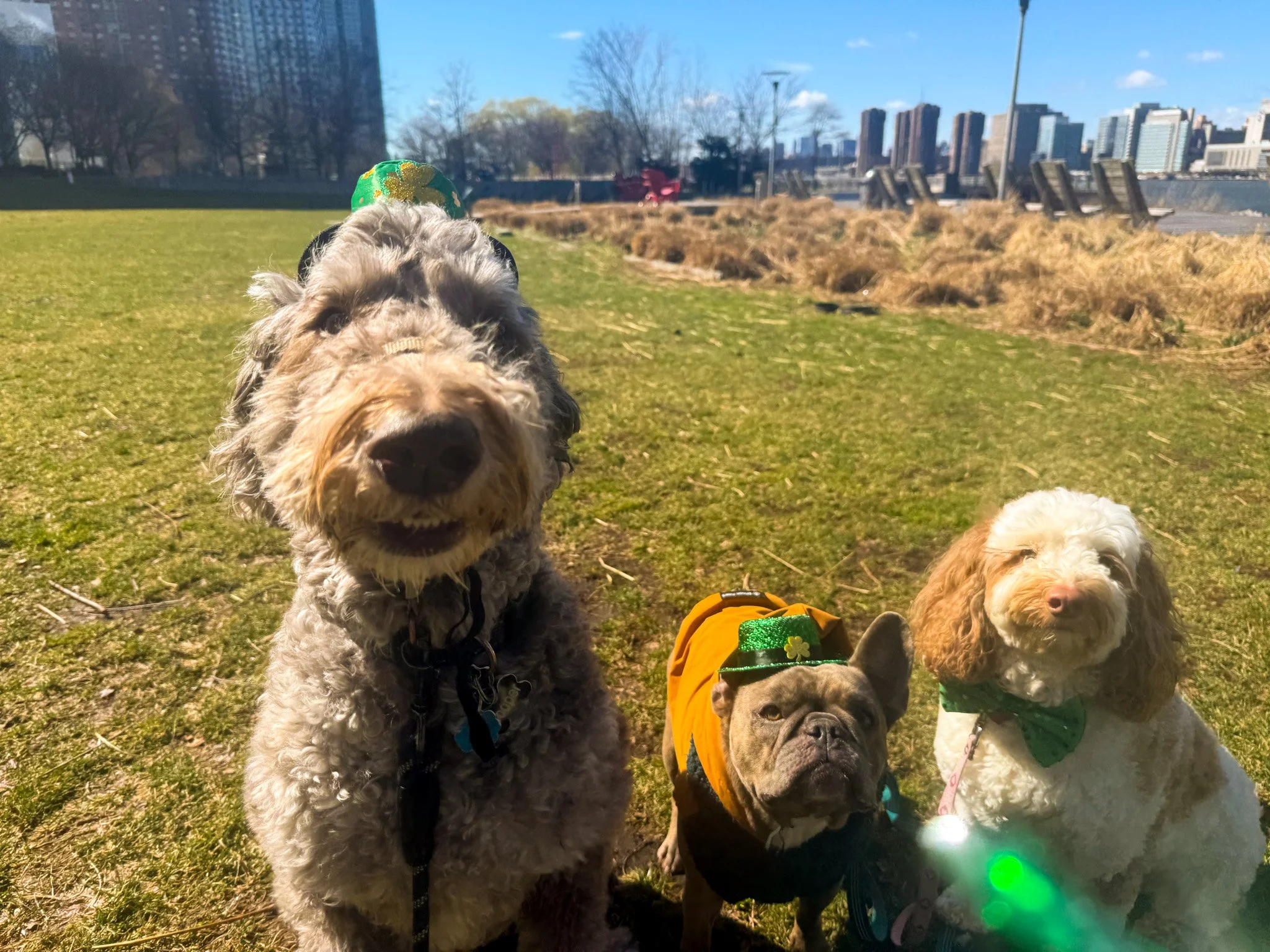 Three dogs sitting on grass in a city park, one large curly-haired dog on the left, a small bulldog with a green hat and orange vest in the middle, and a white poodle with a green bow tie on the right, with city buildings in the background.
