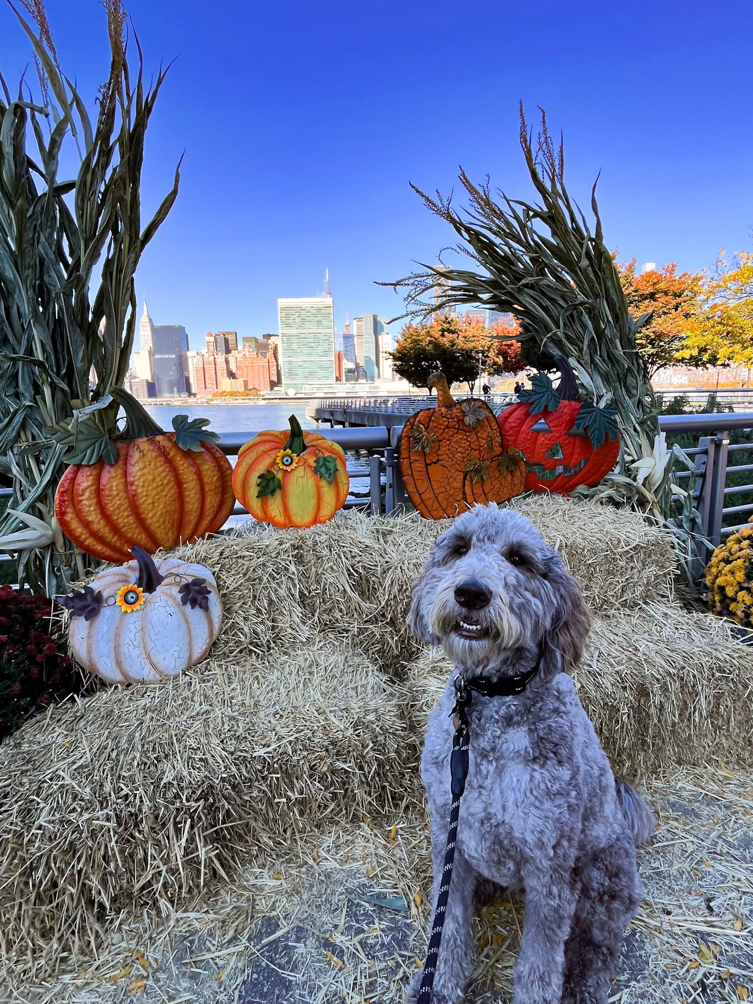 A dog sits in front of a fall-themed display with pumpkins, hay bales, and corn stalks, against a city skyline and river background on a clear day.