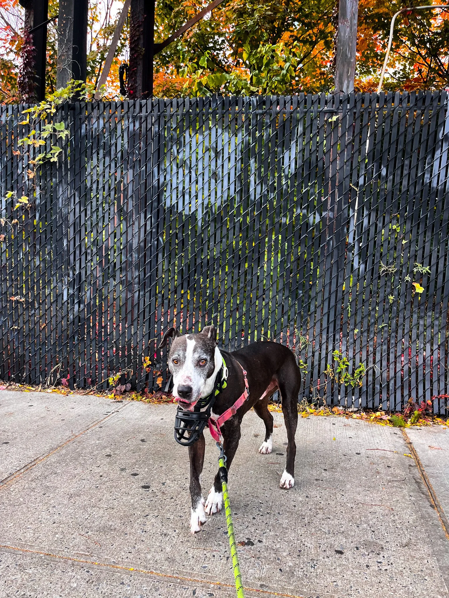 A black and white dog on a leash standing on a sidewalk in front of a black fence with autumn-colored trees in the background.