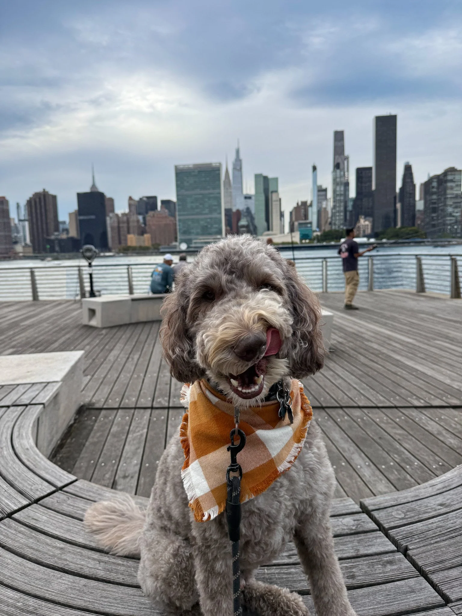 A happy, fluffy dog wearing an orange and white checkered bandana sitting on a wooden bench at a waterfront park with a city skyline in the background, including tall skyscrapers and a cloudy sky.