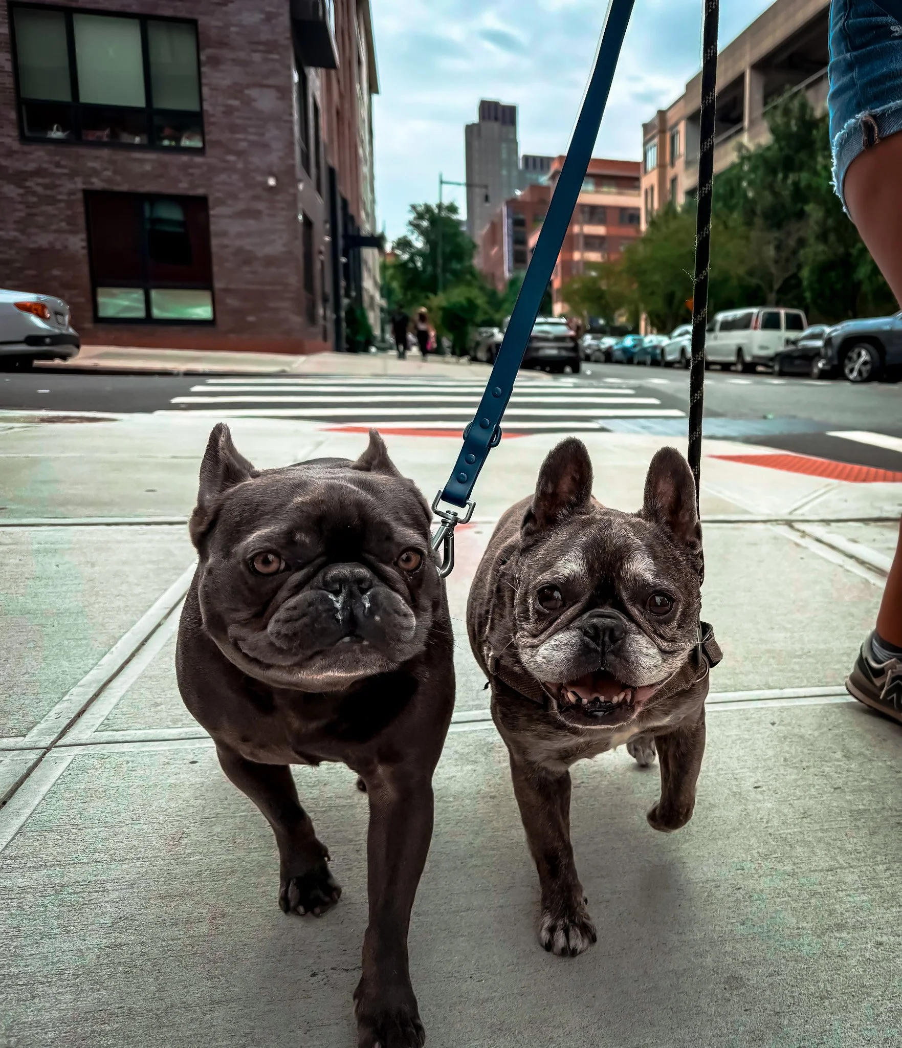 Two French Bulldogs walking on the sidewalk, being led on leashes with a city street and buildings in the background.