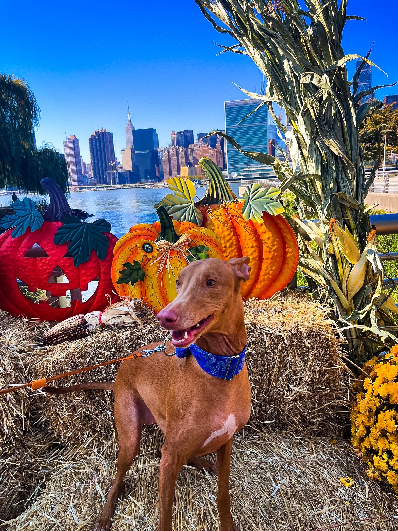 A brown dog with a blue bandana sitting on a hay bale, surrounded by fall decorations like pumpkins, a scarecrow, and corn stalks, with a city skyline and water in the background.