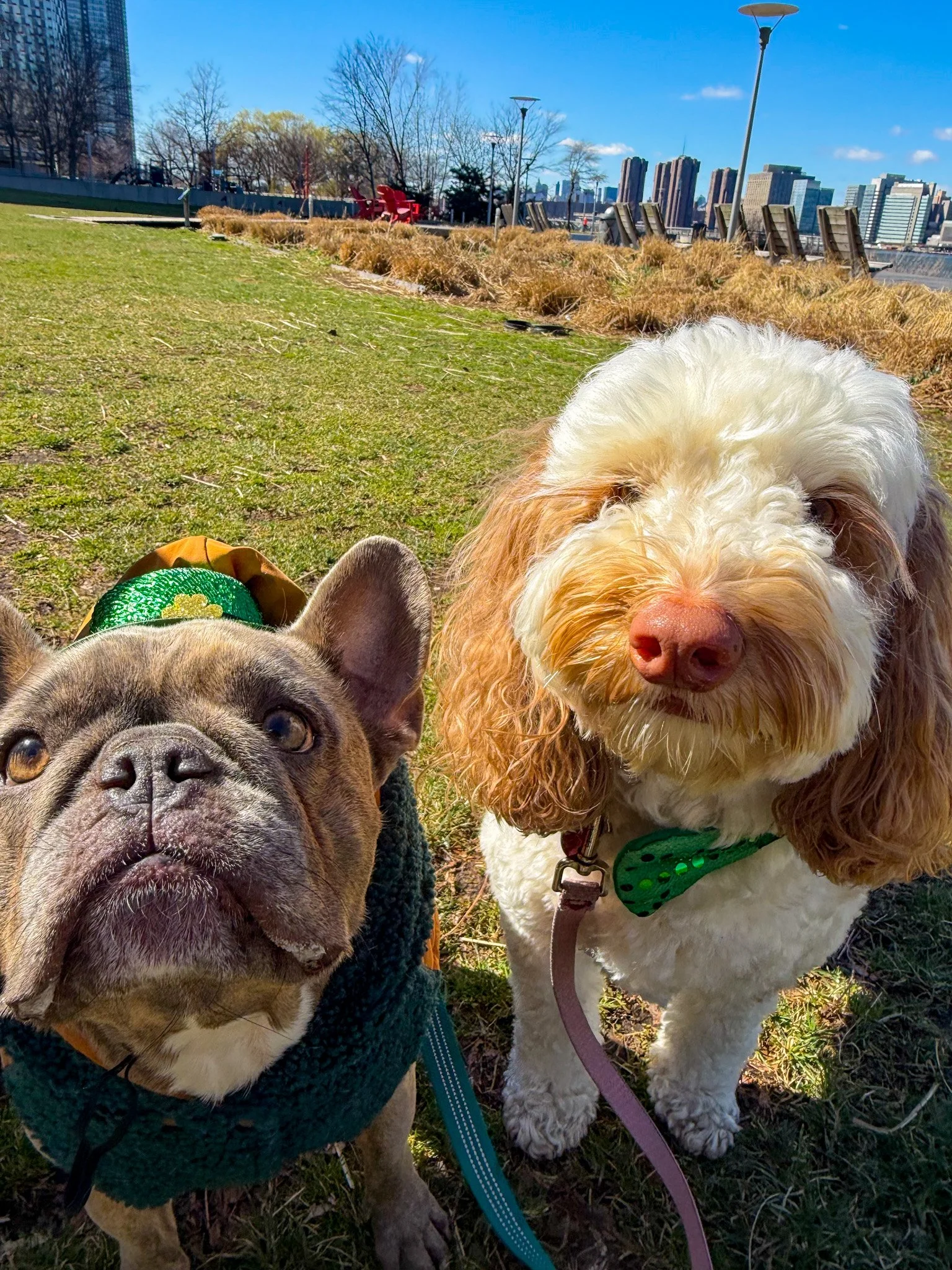 Two dogs taking a selfie in a park on a sunny day with city buildings in the background. One is a French Bulldog wearing a dark green sweater, and the other is a fluffy white and brown dog with a green bow tie collar.