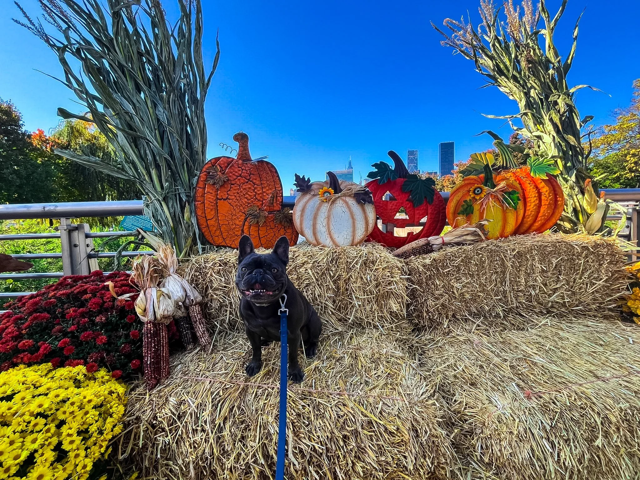 A small black dog with a blue leash sitting on a hay bale surrounded by autumn-themed pumpkins and gourds, with greenery and city skyline in the background under a blue sky.