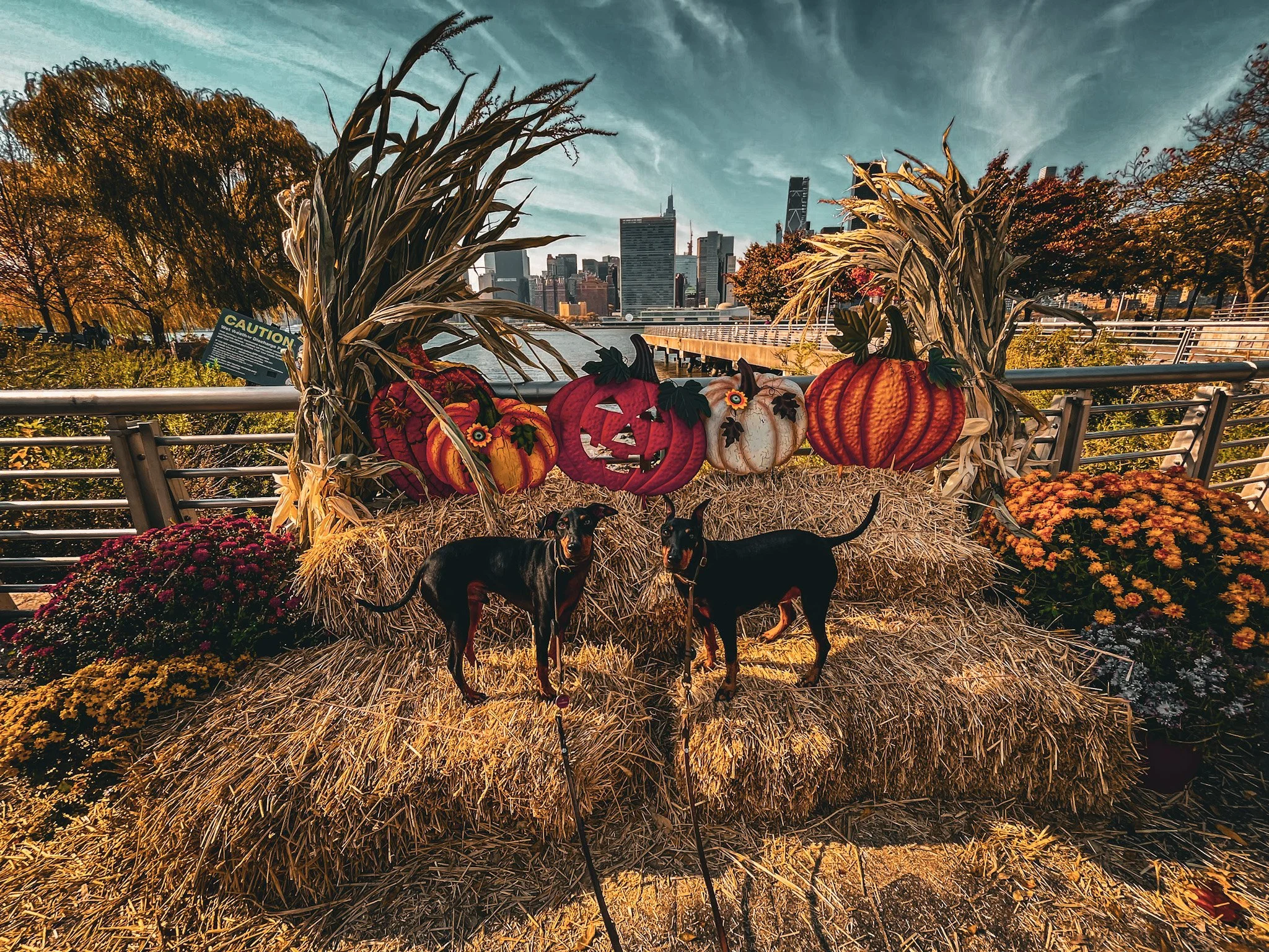 Two black dogs with white chest markings stand on hay bales, surrounded by autumn flowers and decorated with pumpkins and scarecrow decorations, with a city skyline in the background during sunset.