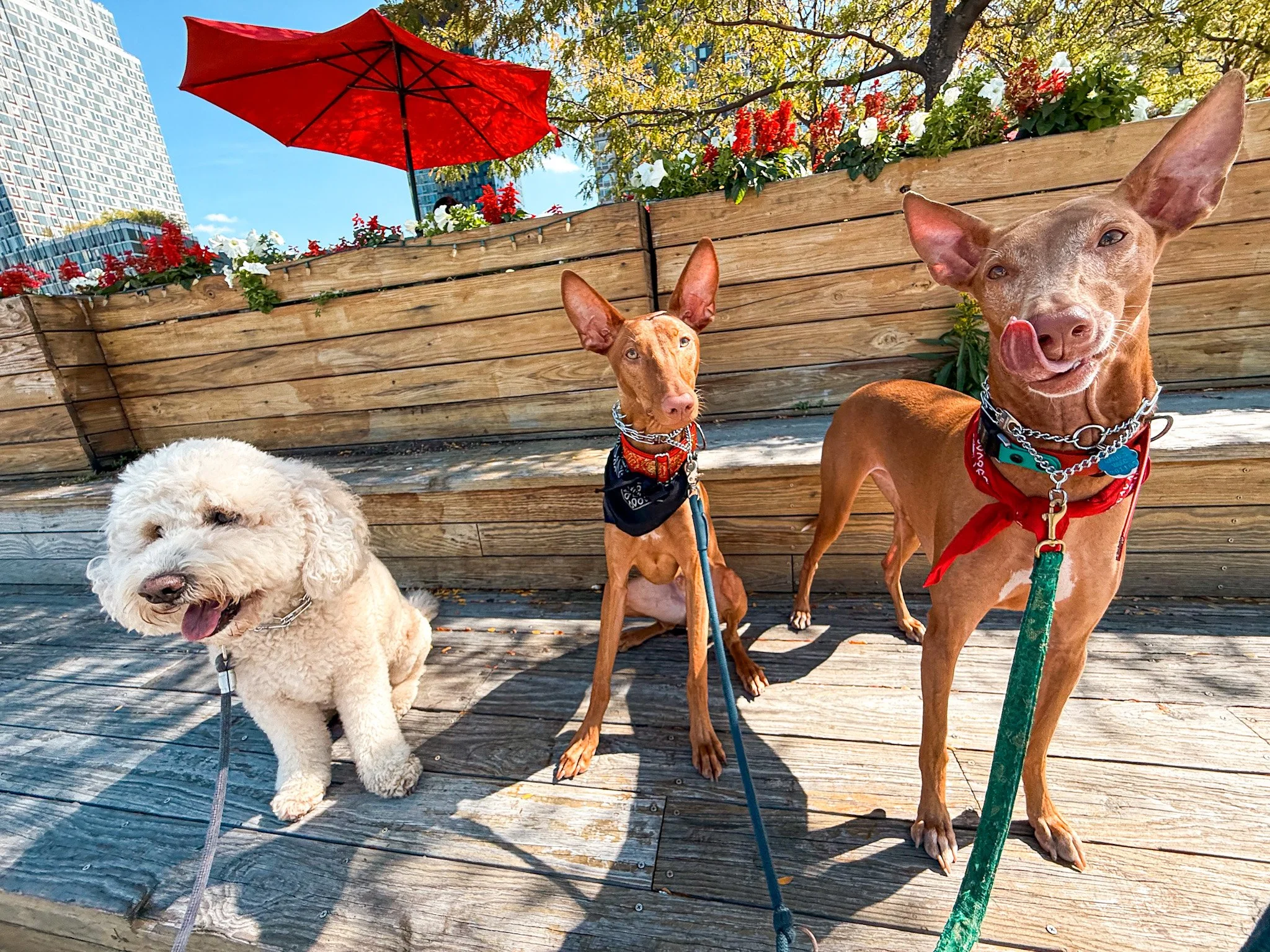 Three dogs sitting outdoors on a wooden deck, with a wooden planter box filled with red and white flowers and a red umbrella in the background under a blue sky.