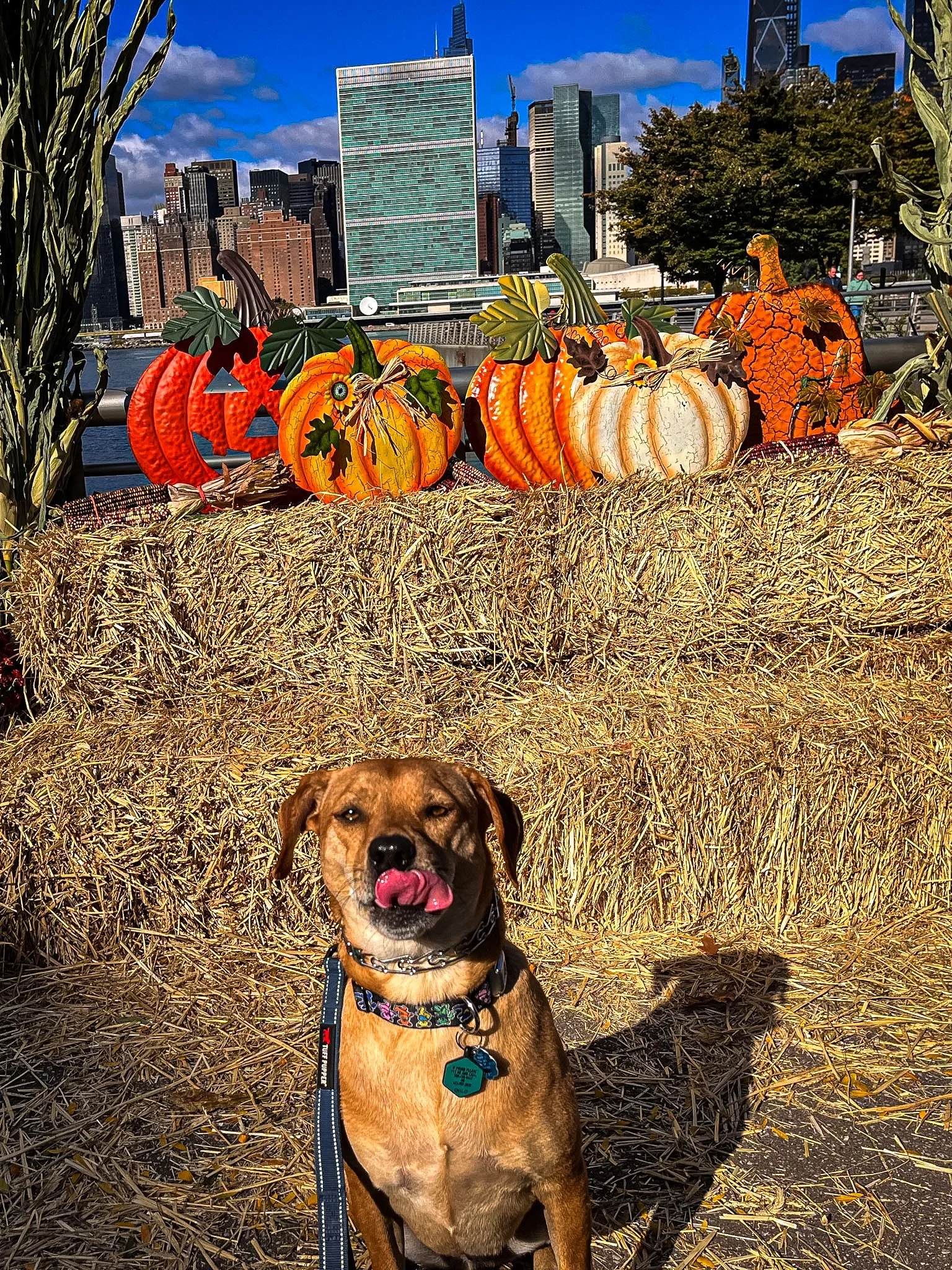 A brown dog with a colorful collar sitting in front of a hay bale display with decorative pumpkins, set against a city skyline background with tall buildings and trees.