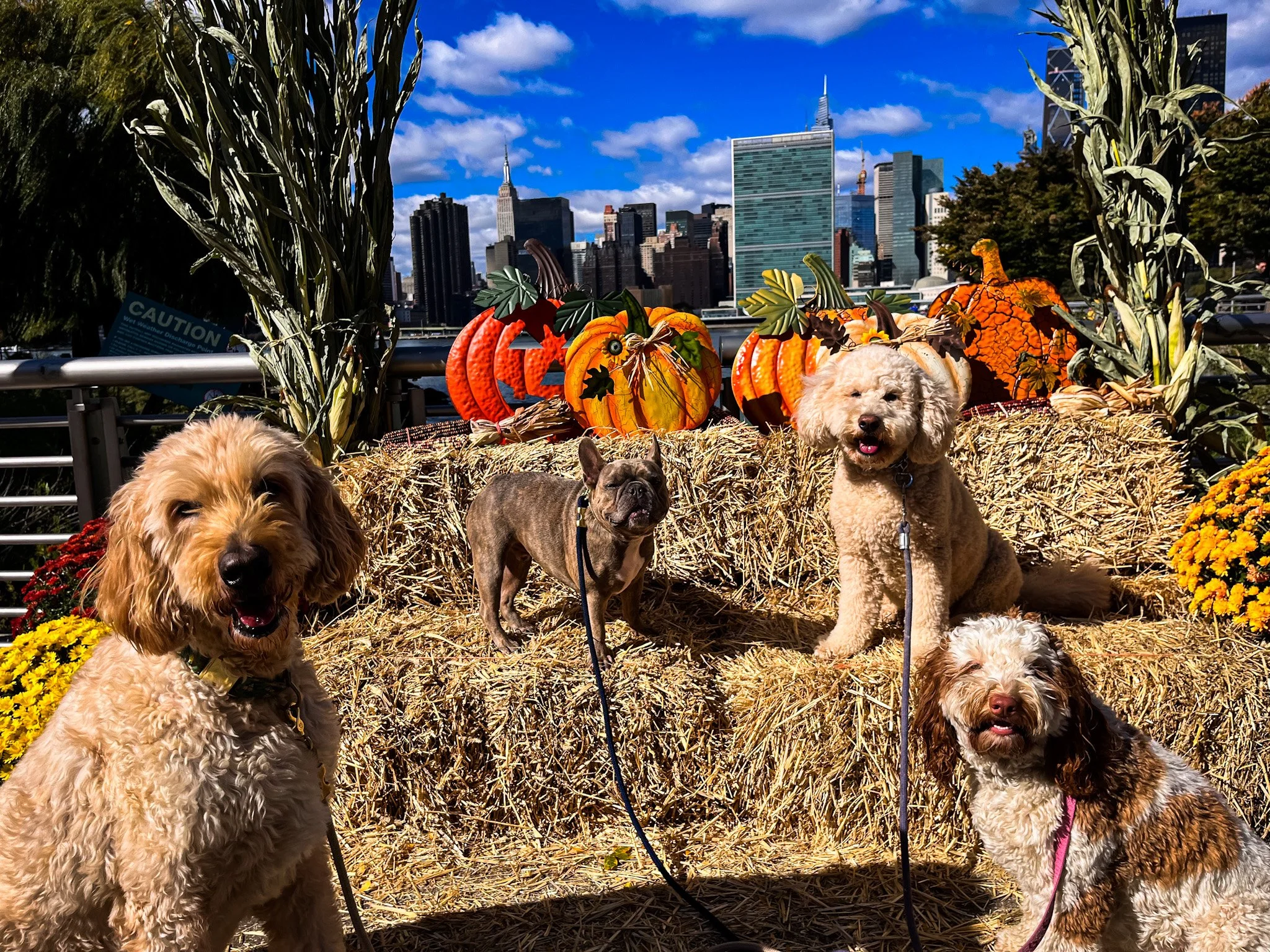 On Halloween, our pet care service is celebrating with the Four dogs sitting on hay bales in front of pumpkins and autumn decorations with city skyscrapers in the background.