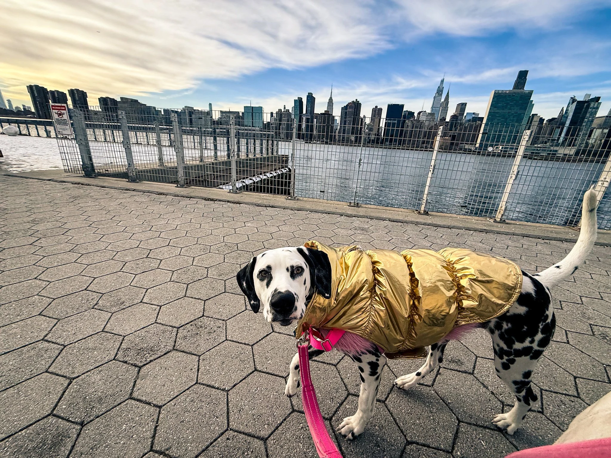 A Dalmatian dog wearing a gold jacket on a pink leash, standing on a paved walkway near a fence overlooking the New York City skyline across the water during sunset.