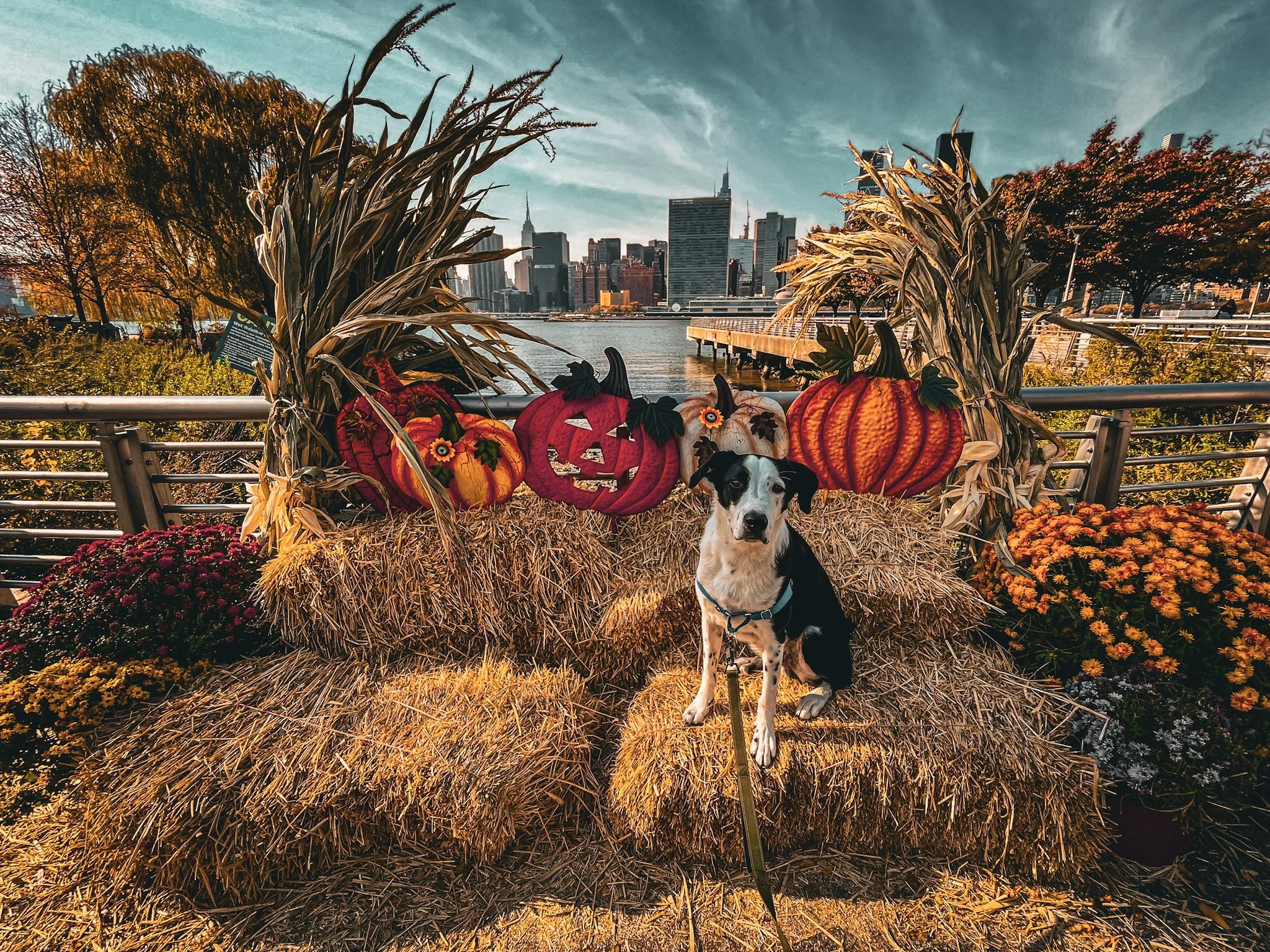 A black and white dog sitting on straw bales in front of fall-themed decorations including pumpkins, dried cornstalks, and flowers, with a city skyline and river in the background.