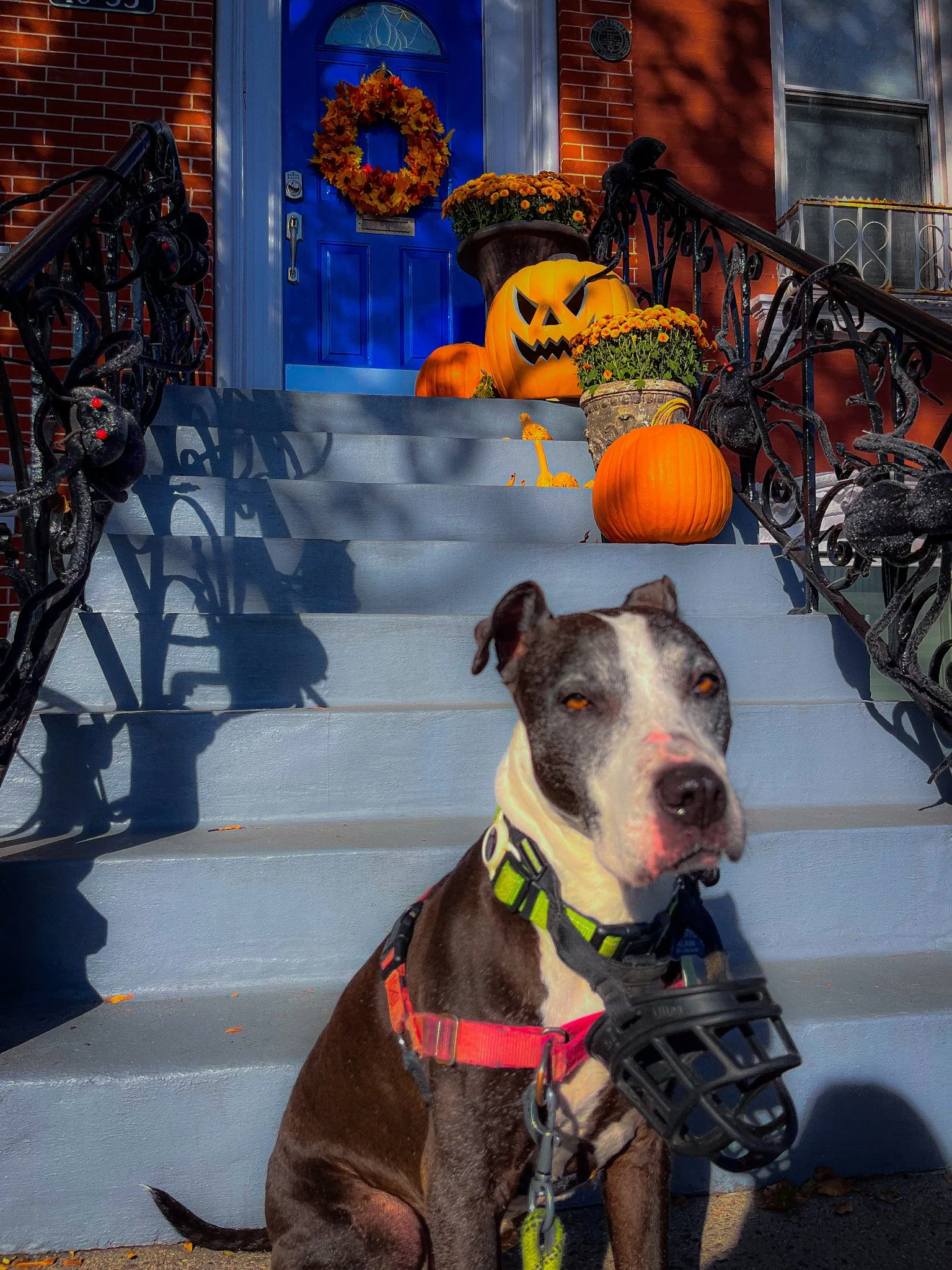 A dog sitting on the steps of a decorated front porch with Halloween pumpkins and flowers, and a blue door in the background.