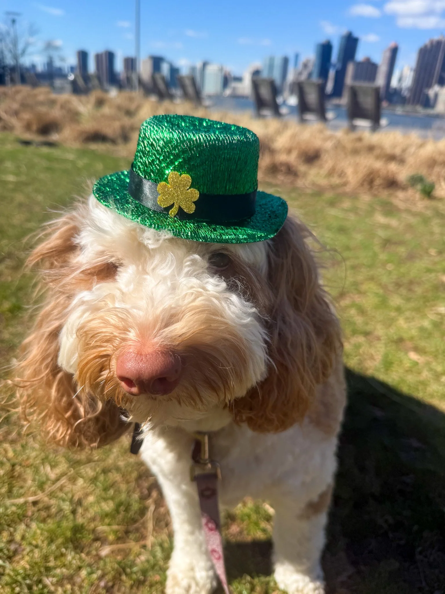 Dog with curly fur wearing a small green shamrock hat, outdoors on grass, with city skyline in the background.