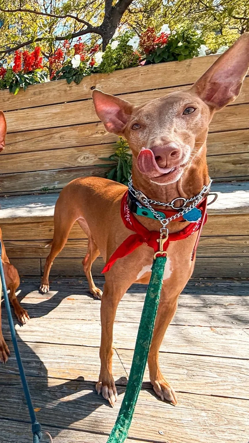 A brown dog with large ears sticking up, wearing a red bandana, leash, and collar, licking its nose with a playful expression on a wooden deck with a background of a flower bed and trees.