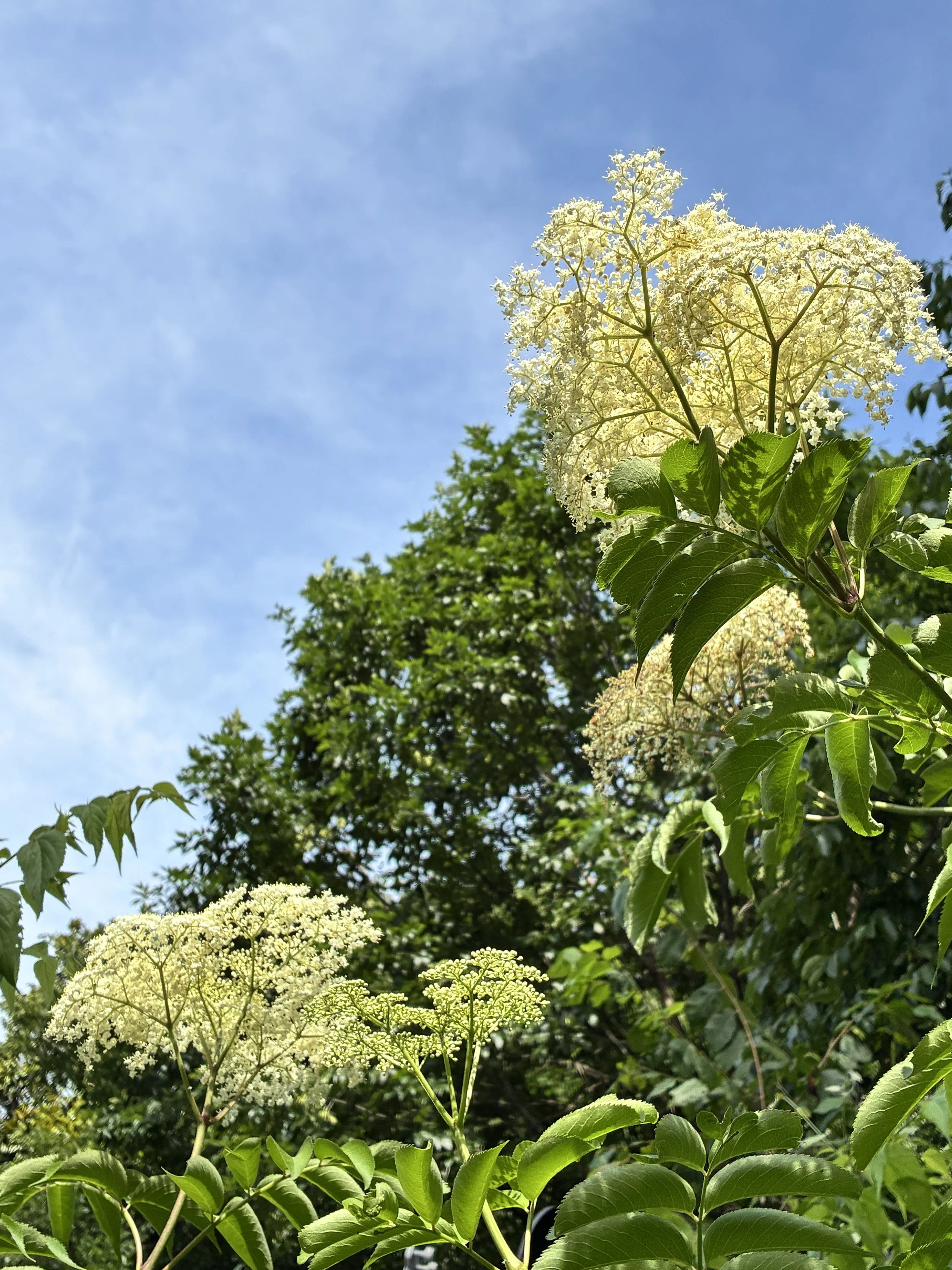 Ozark Plant Medicine & Magic