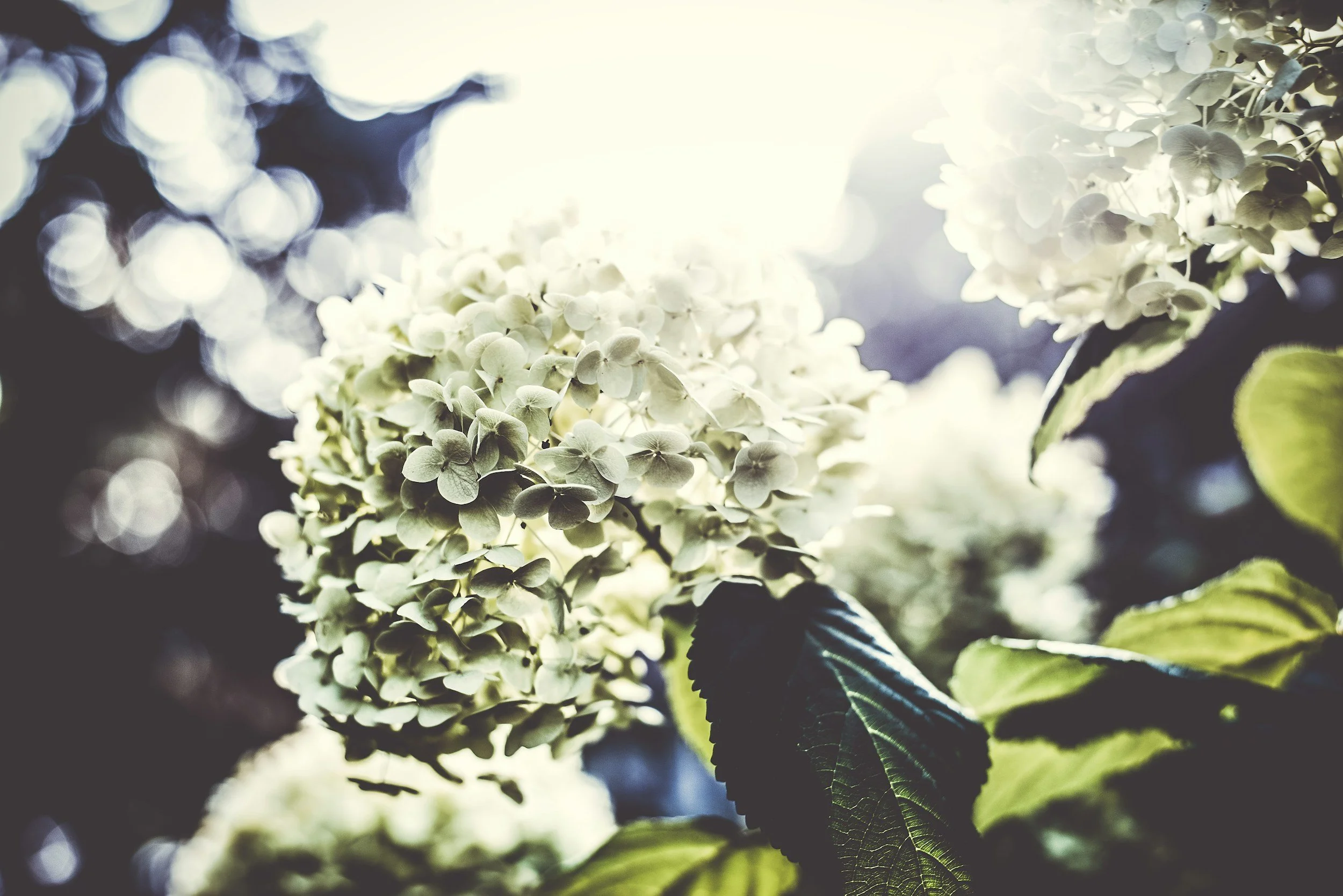 Close up of white fower against gray background