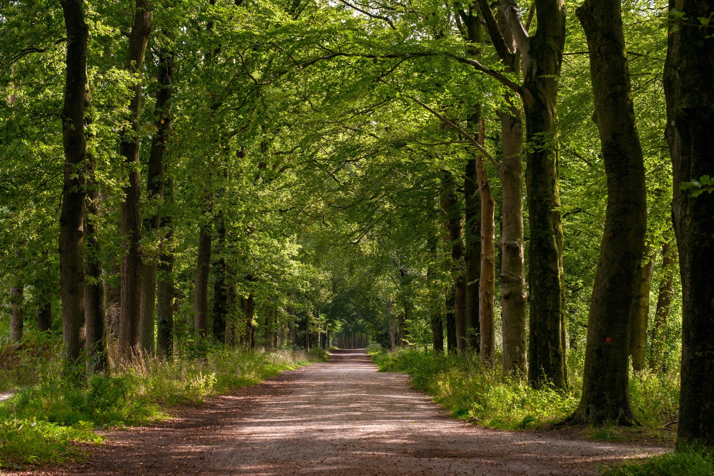 A clear path through a dense green forest with sunlight peaking through