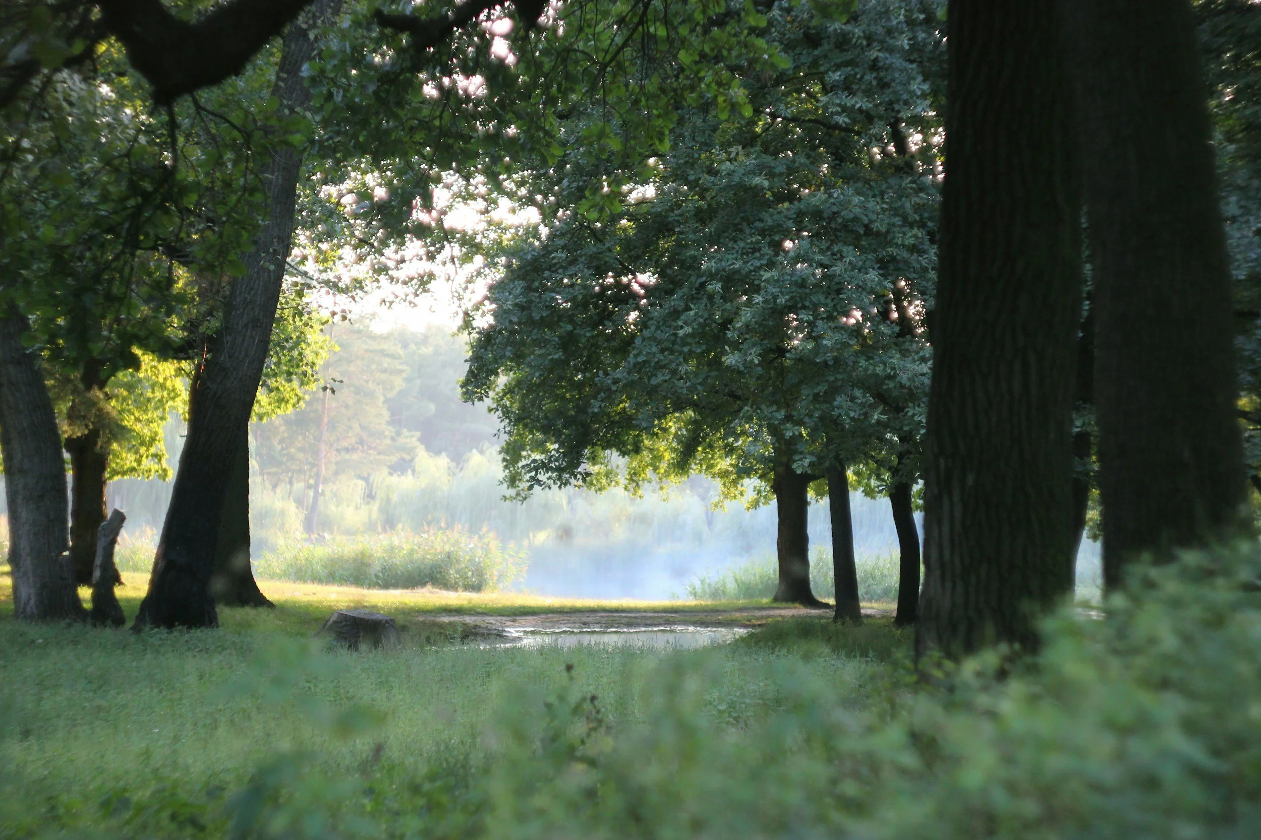 Morning in a forest clearing with light steam coming off a quaint pond