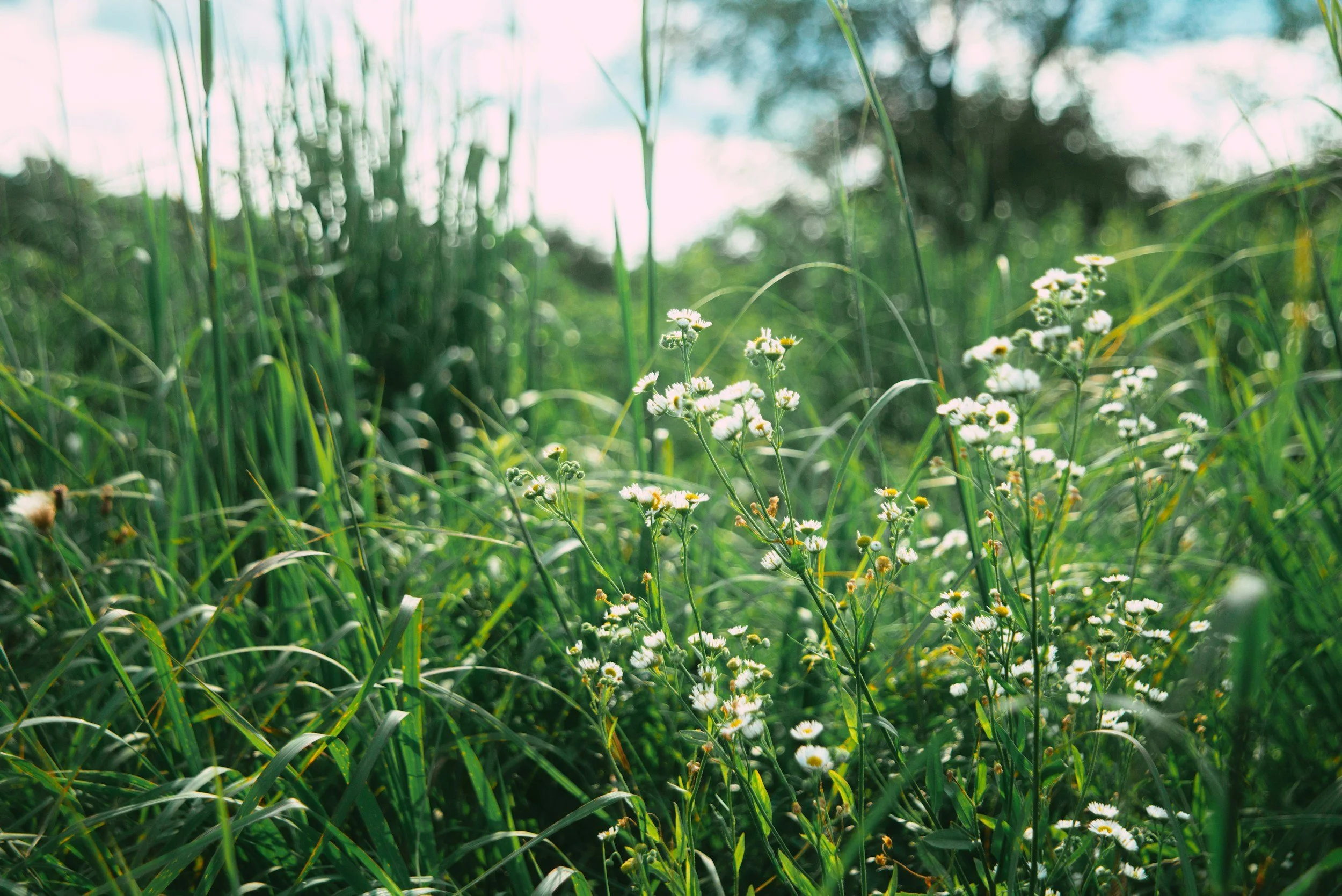 Close up of lush green blades of grass and small white flowers breaking through