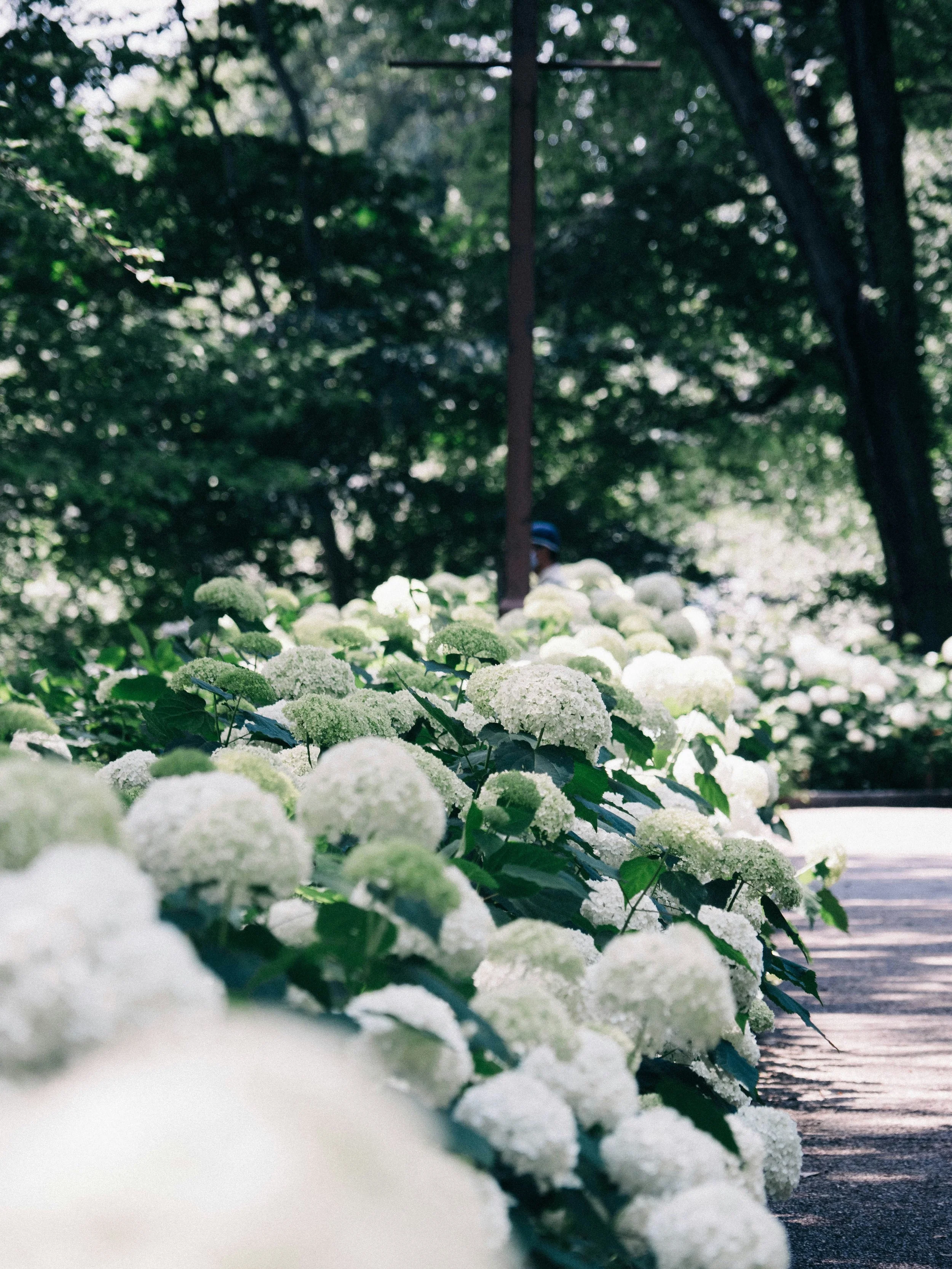 A garden path lined with white hydrangea flowers, with trees and greenery in the background and a person wearing a blue hat partially visible in the distance.