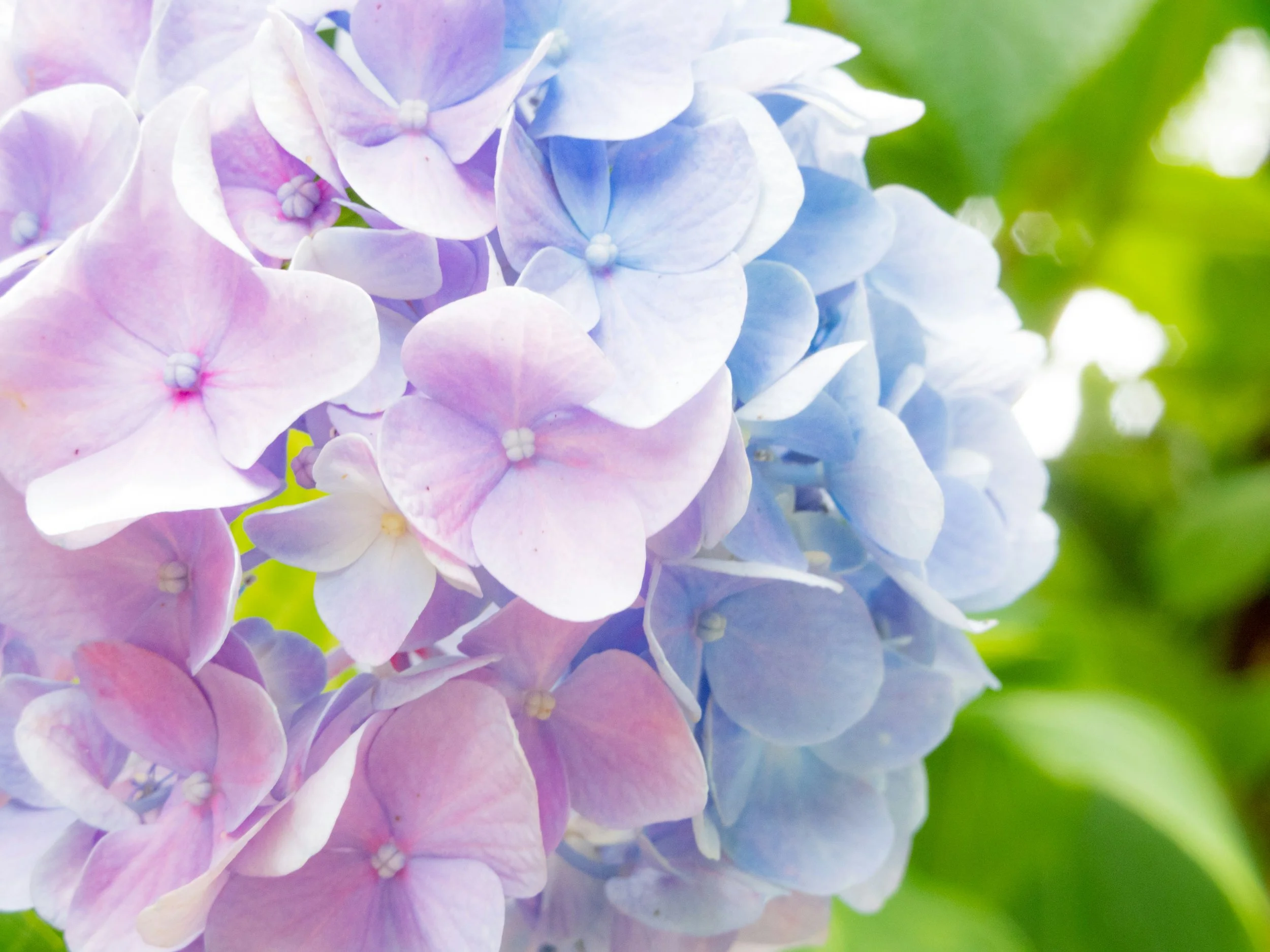 Close-up of pastel-colored hydrangea flowers in shades of pink, purple, and blue with green foliage in the background.