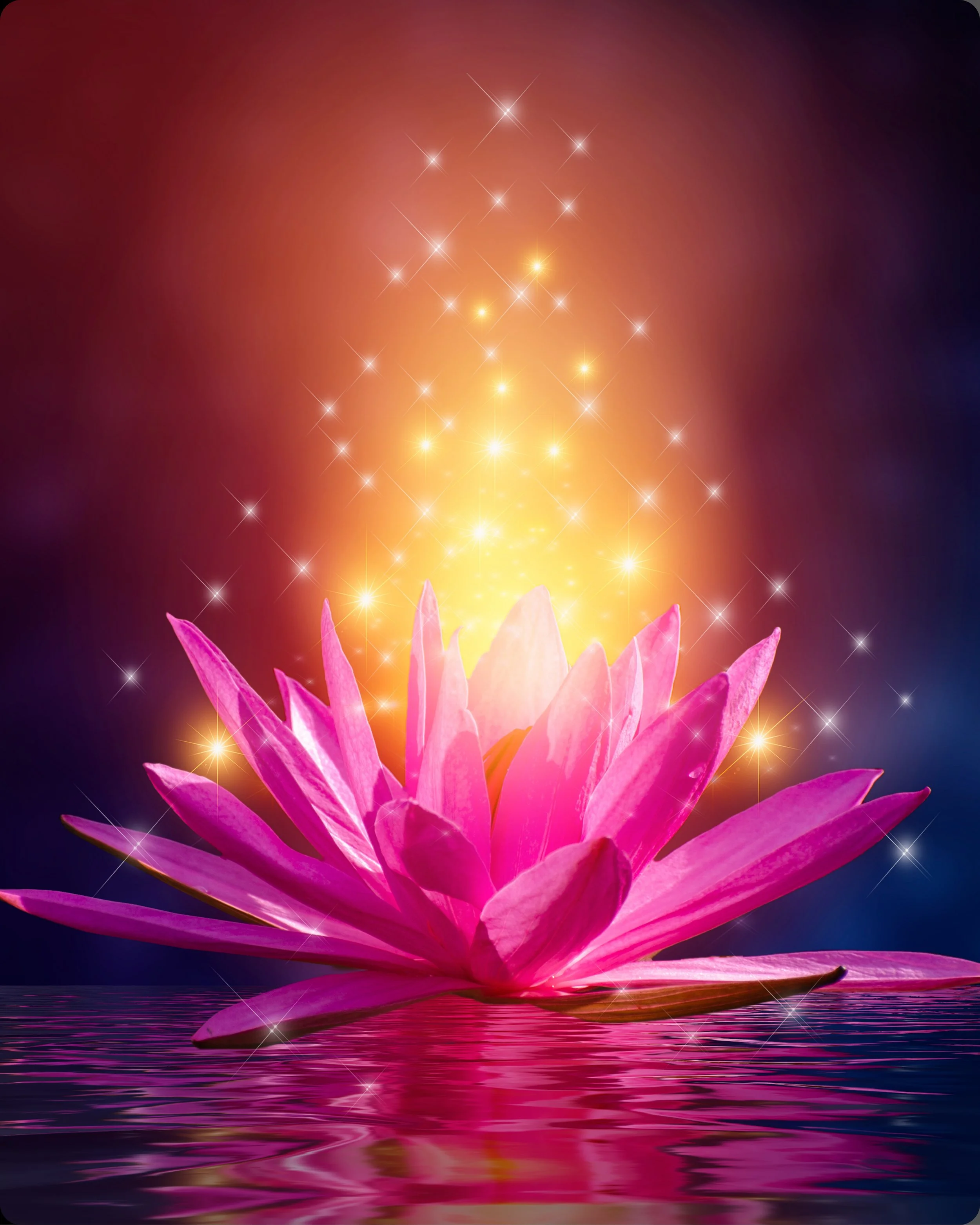 Pink lotus flower on a dark background with sparkling lights floating from it.