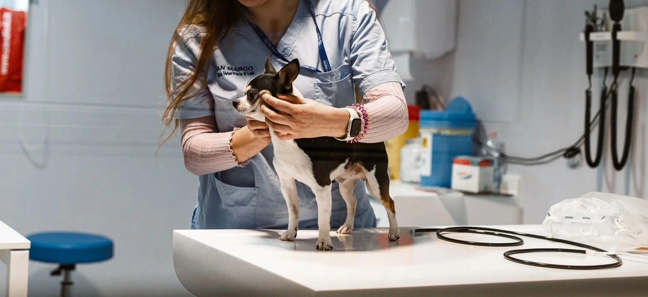 Veterinaria che controlla un cane su un tavolo in uno studio veterinario.