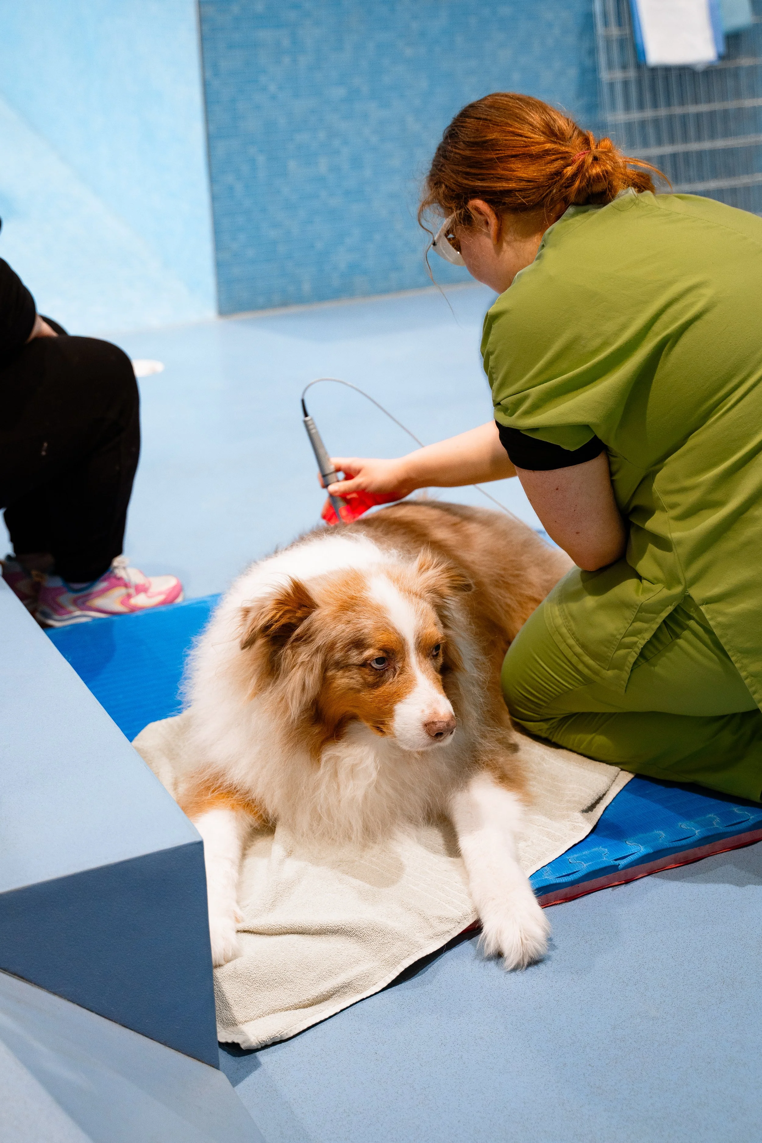 Donna che visita un cane da terapia australian shepherd in uno spazio con pavimento blu e pareti blu.