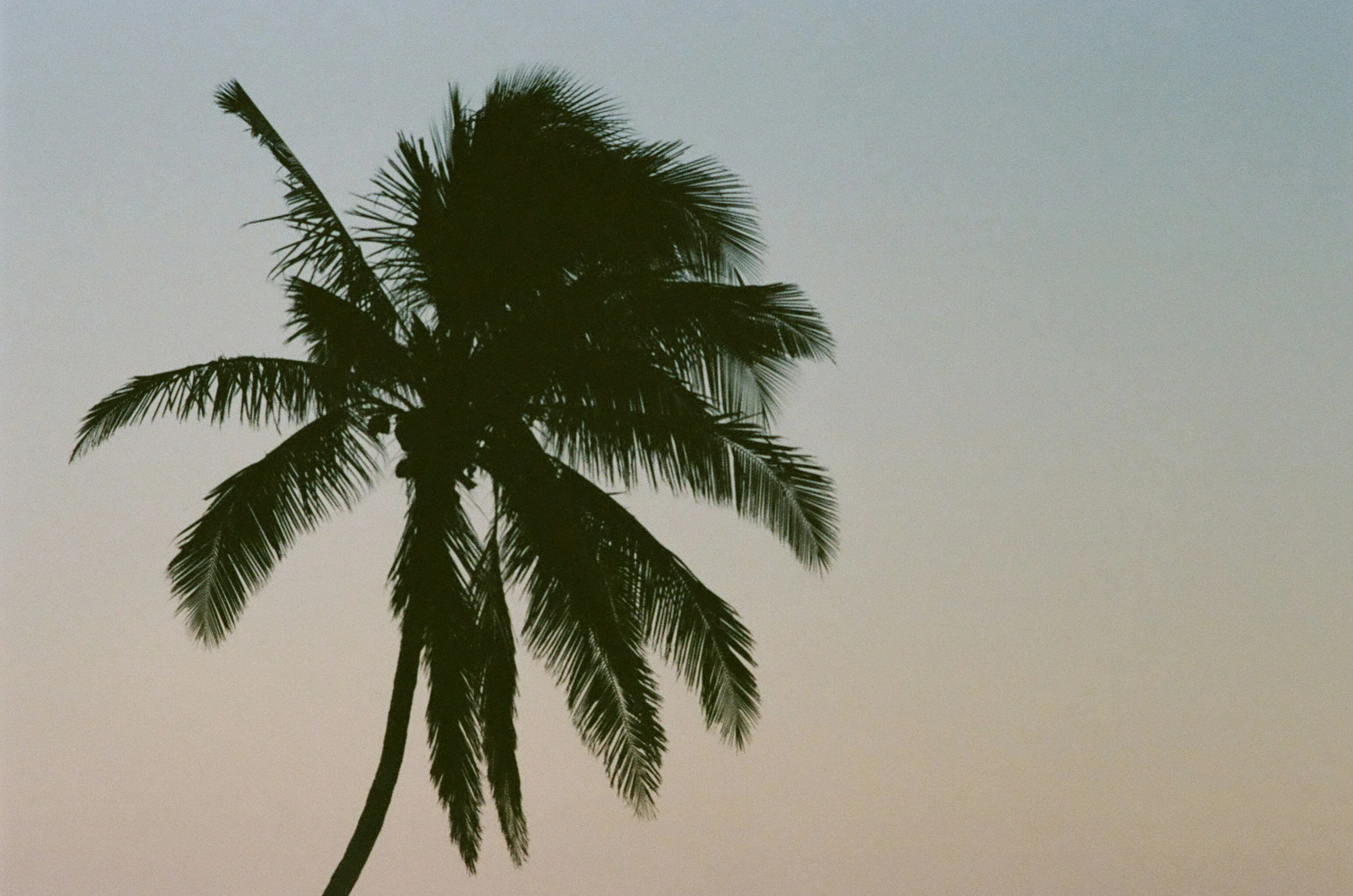 Silhouette of a tall palm tree against a light gray sky.