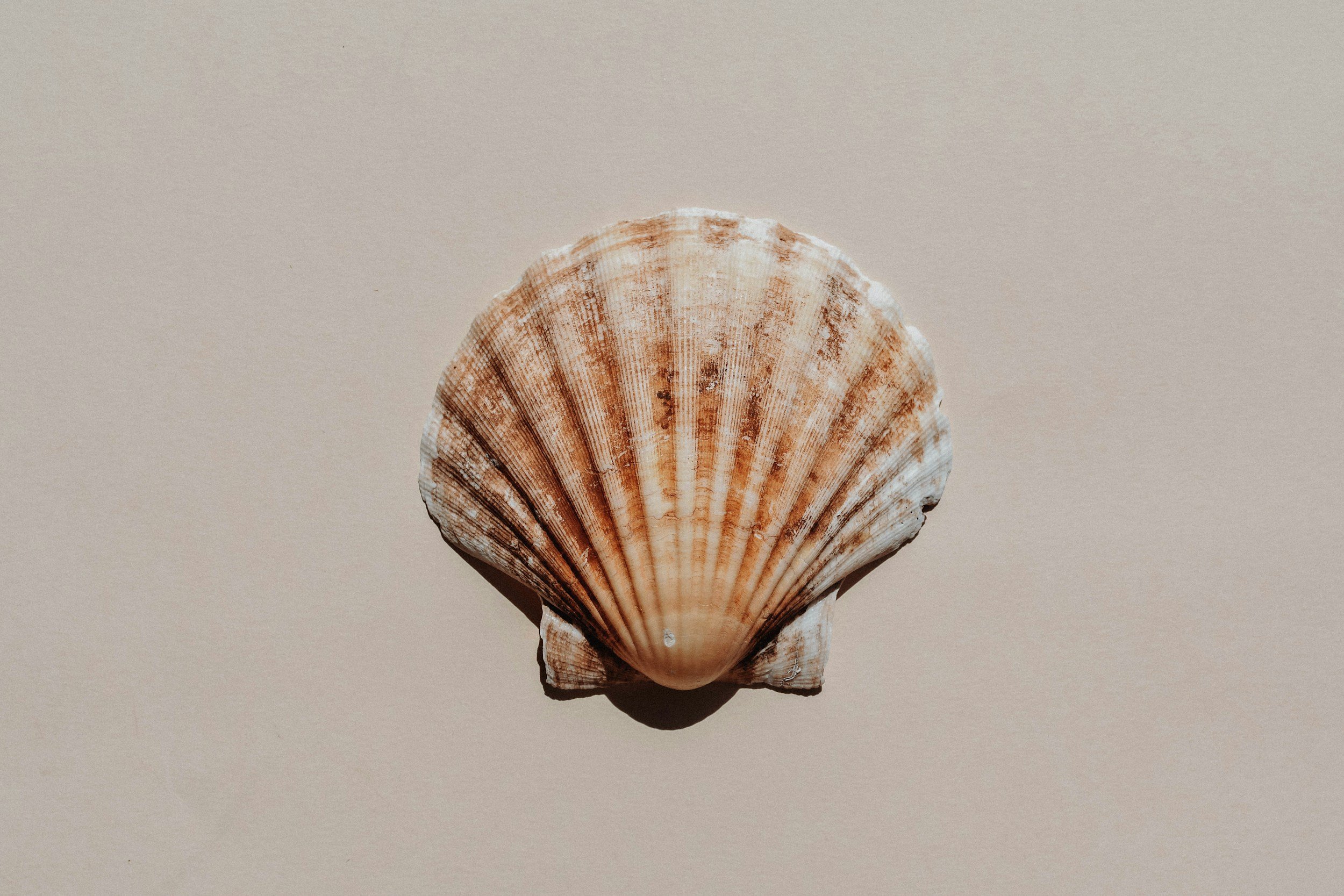 A seashell with a fan shape and ridges, placed on a plain surface.