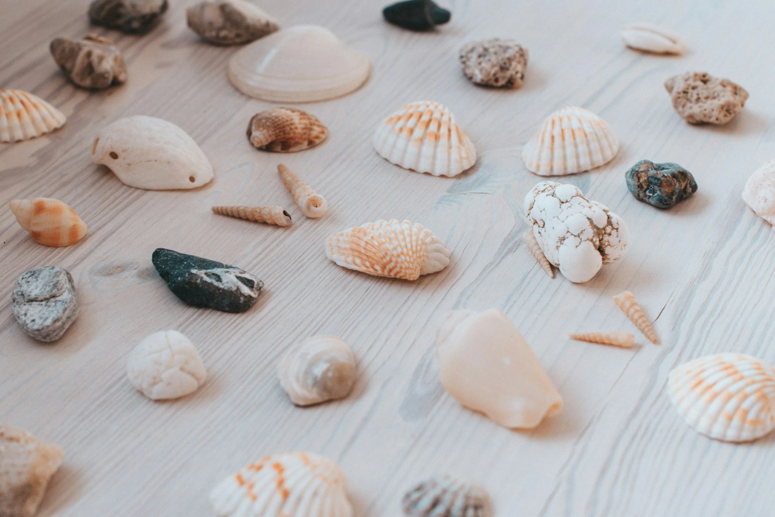 Collection of various seashells and rocks spread out on a light wooden surface.