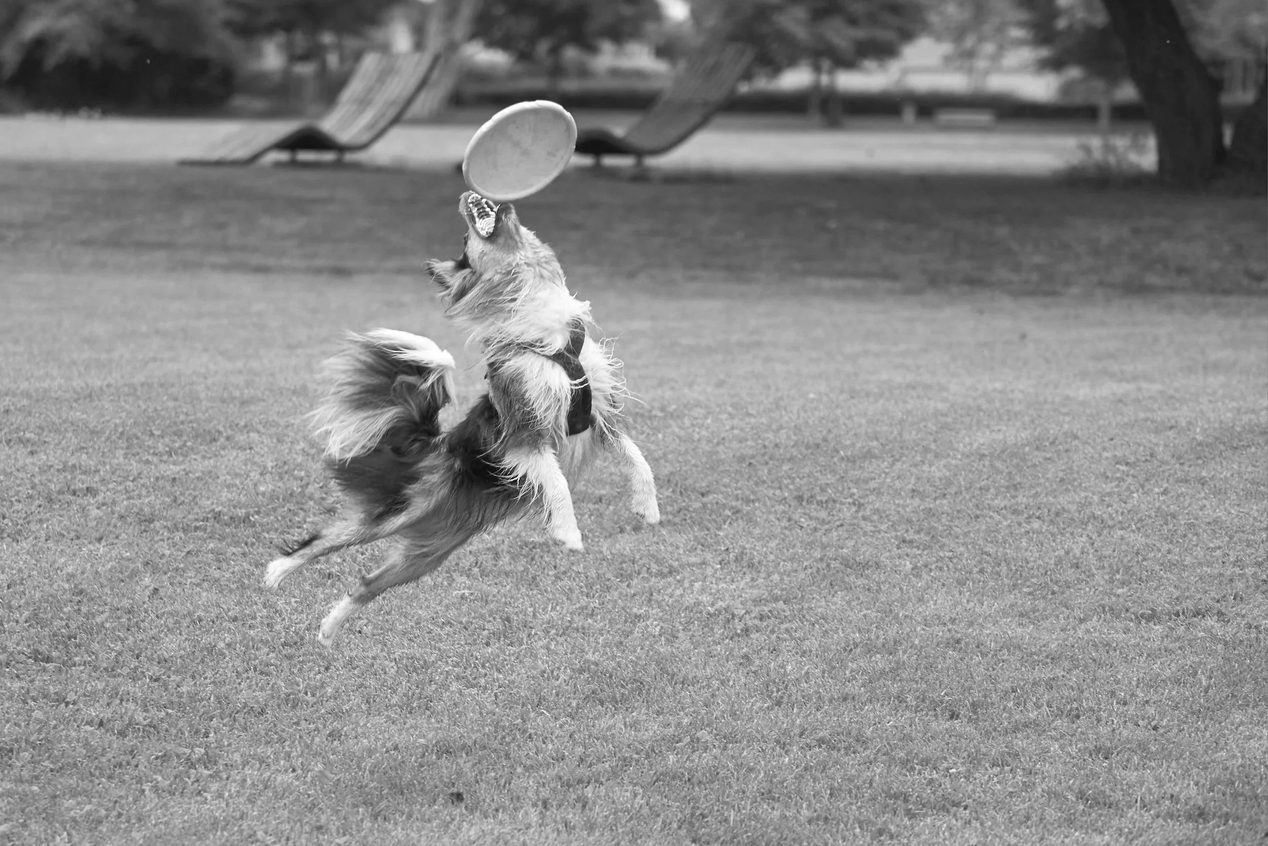 A dog jumping in the air to catch a frisbee in a park with grass and trees in the background.