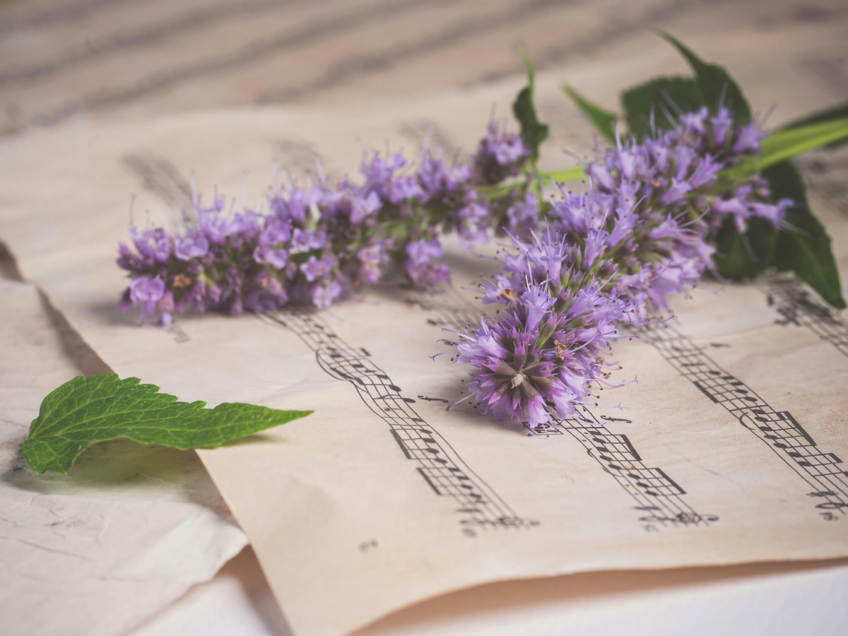 Purple flowers and green leaves resting on sheet music with musical notes.