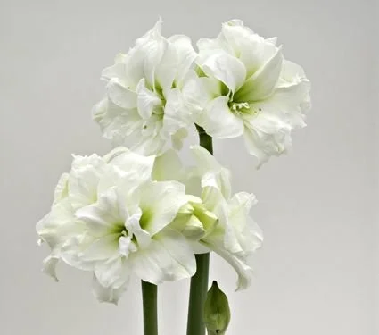 Amaryllis Alfresco, bulb only - White Flower Farm.jpg