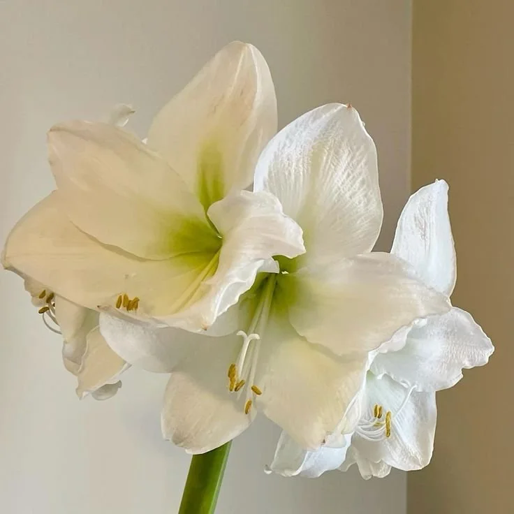 Denver Amaryllis.jpg