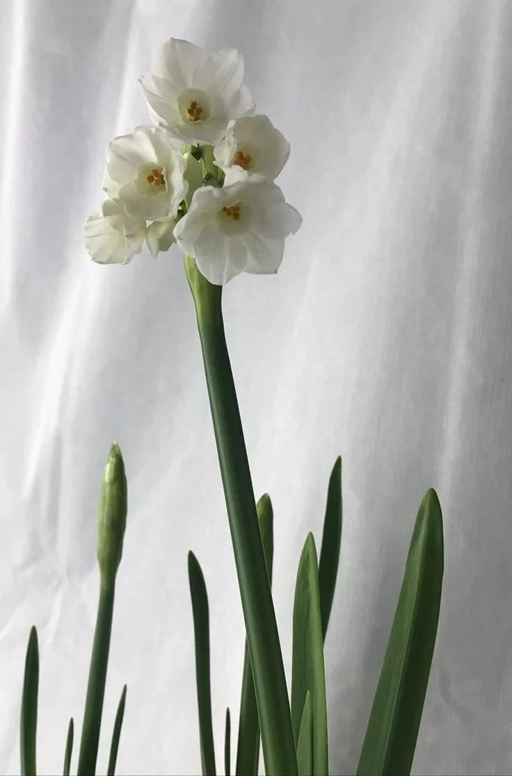studio flowers_ paperwhite narcissus in bloom.jpg