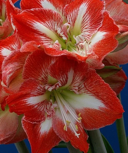 Look at this Minerva Amaryllis Bulb - Set of 12 on #zulily today!.jpg