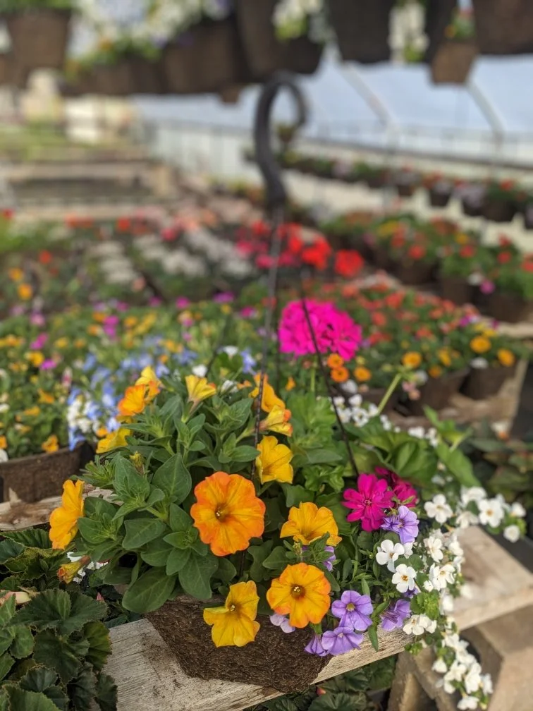 Resized_PXL_20250418_160755319~2_28930237887868 (1).JPEG