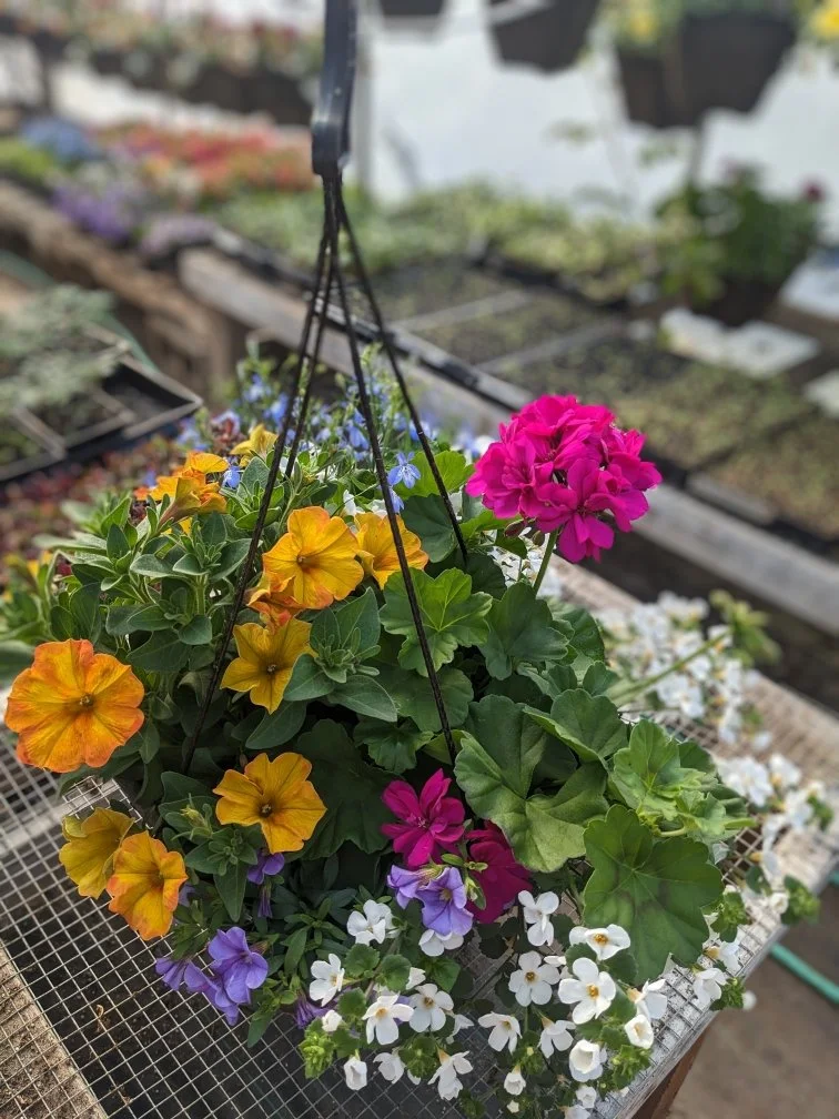 Resized_PXL_20250418_160700282~2_28953982720723 (1).JPEG