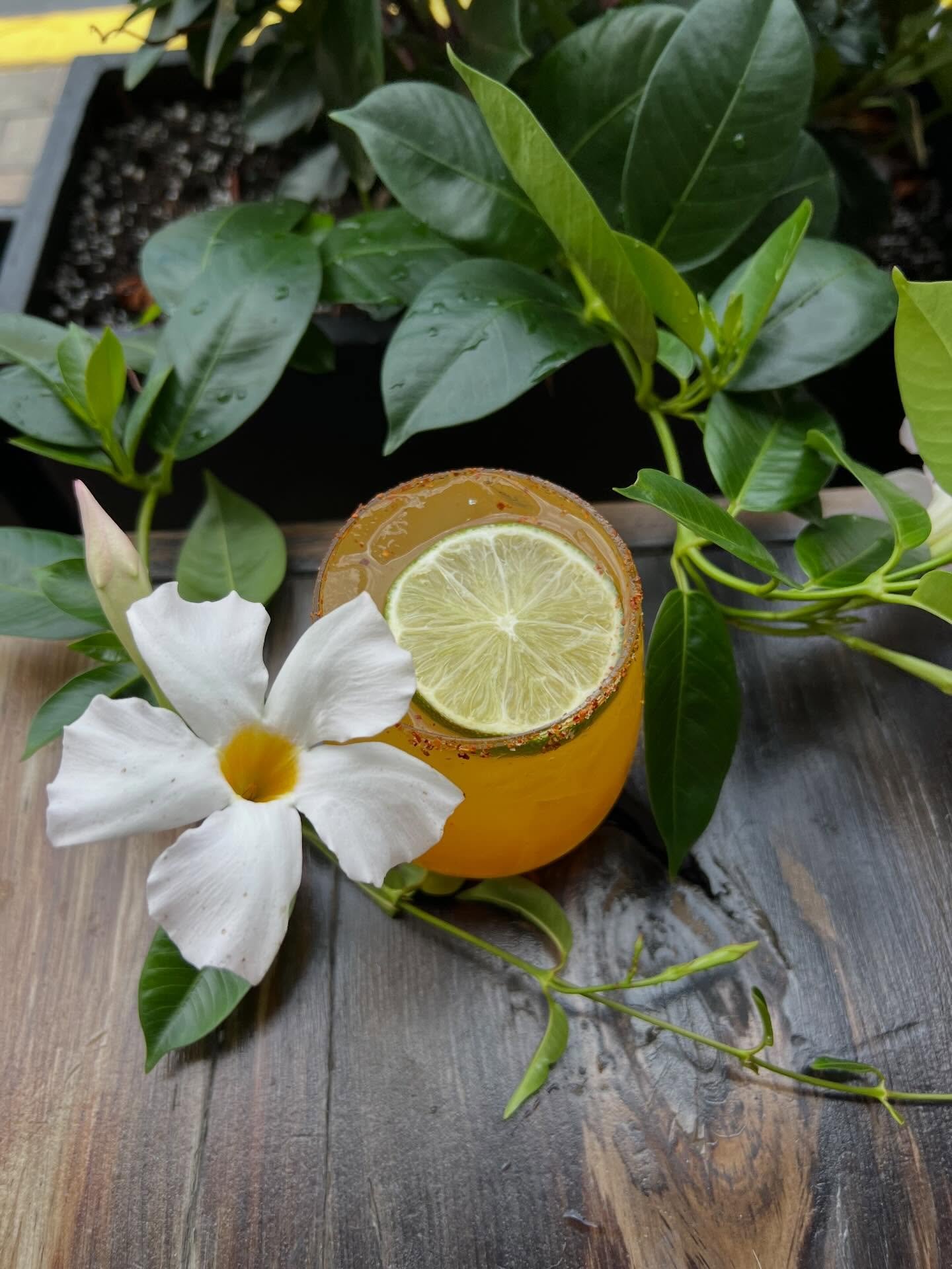 We&rsquo;re in a patio state of mind ☀️87 degrees calls for something cold, fresh, and a little bit spicy 🍋 

#outsidedinig #patio #avenuekitchen #delco