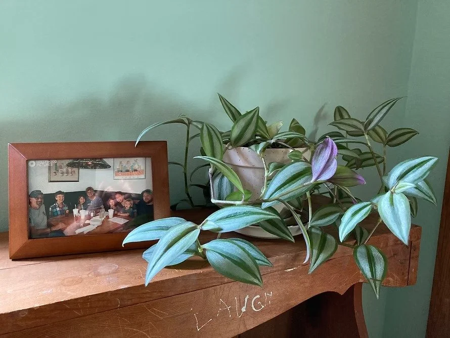 Family Plants