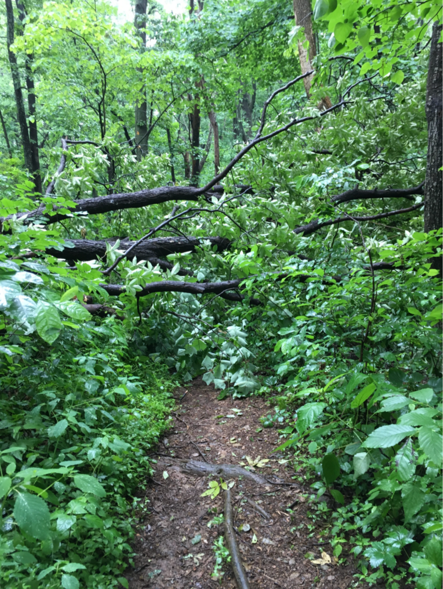 Clearing a Patch