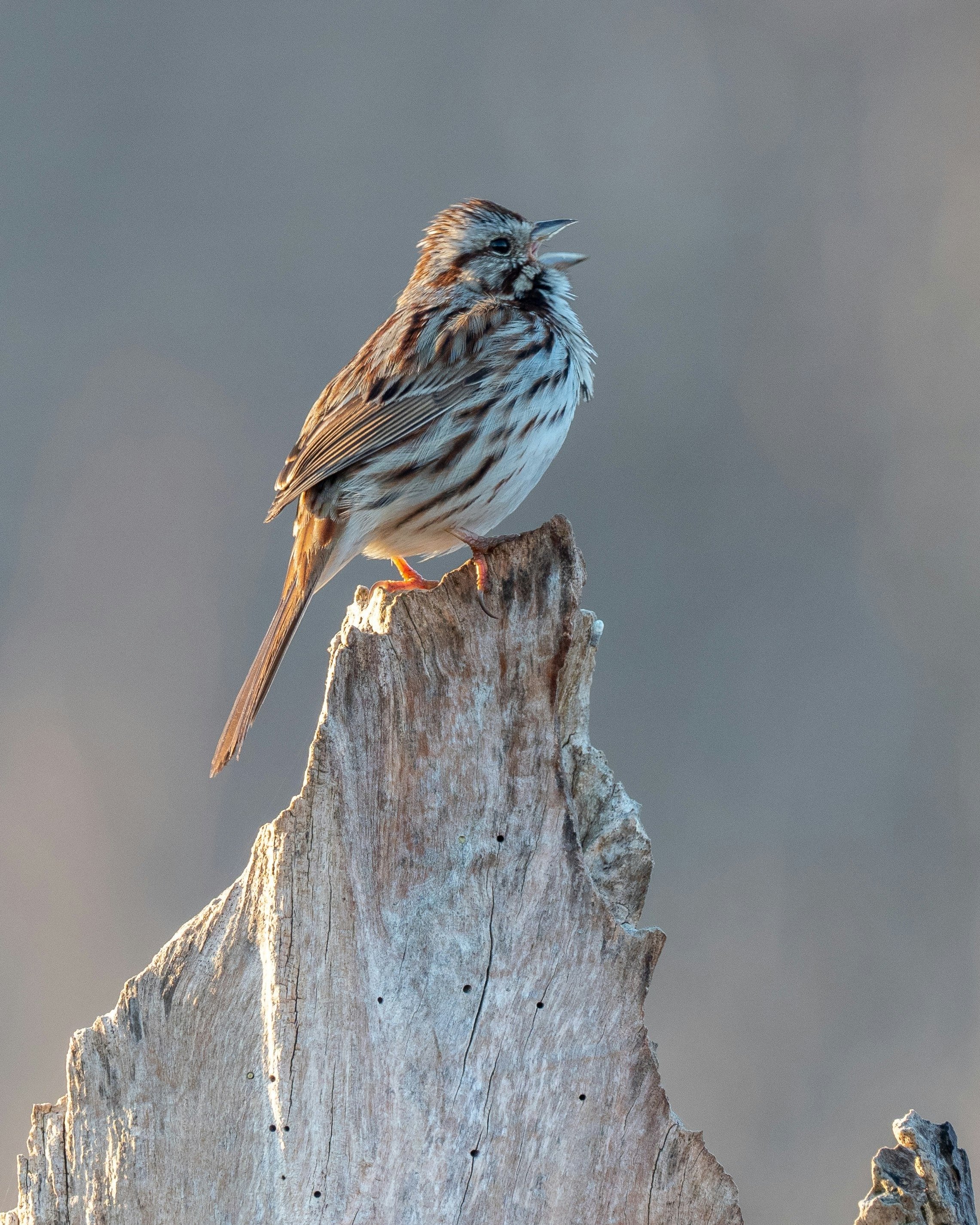 Bird Calls