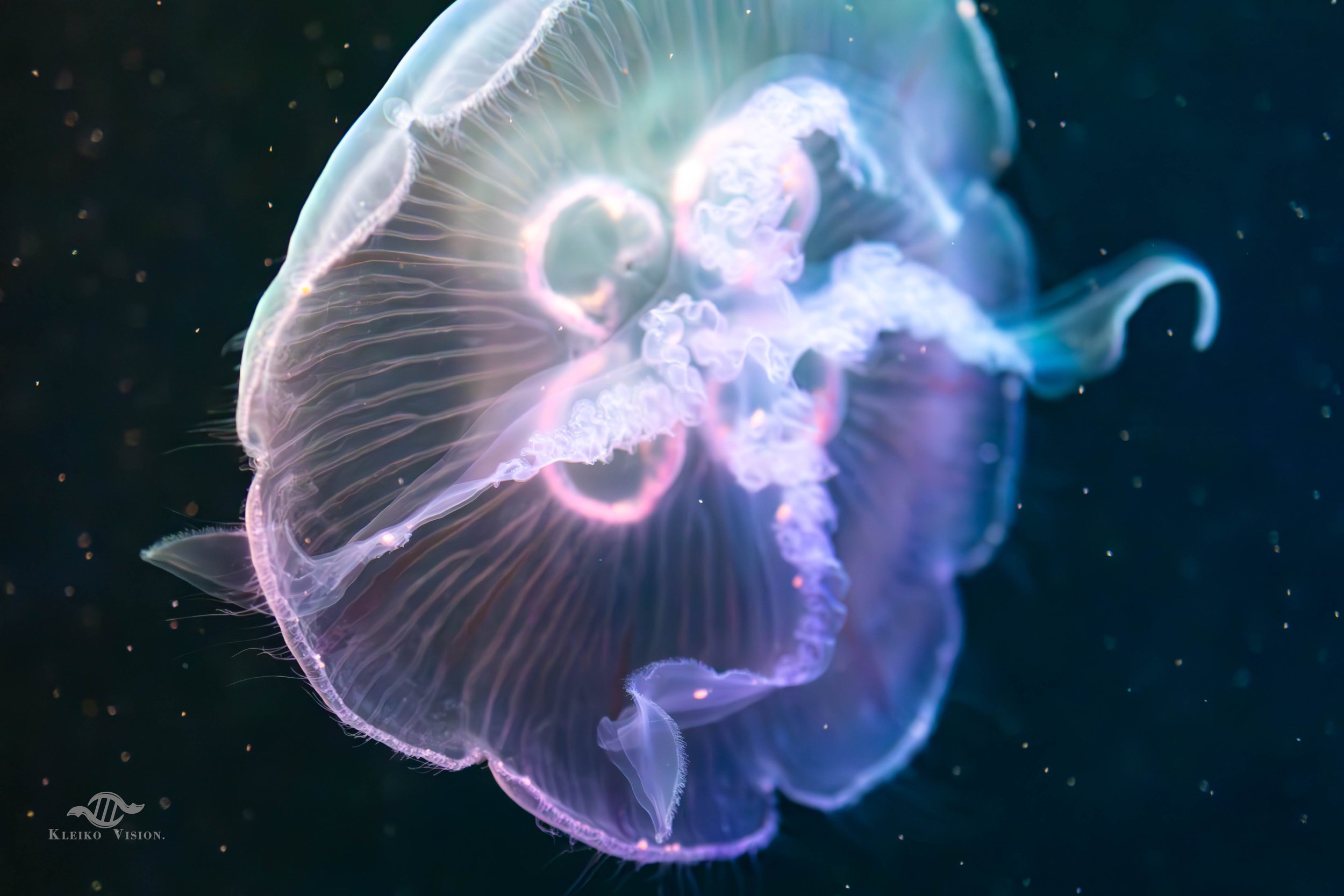 Macro shot of a moon jellyfish glowing translucent purple and white