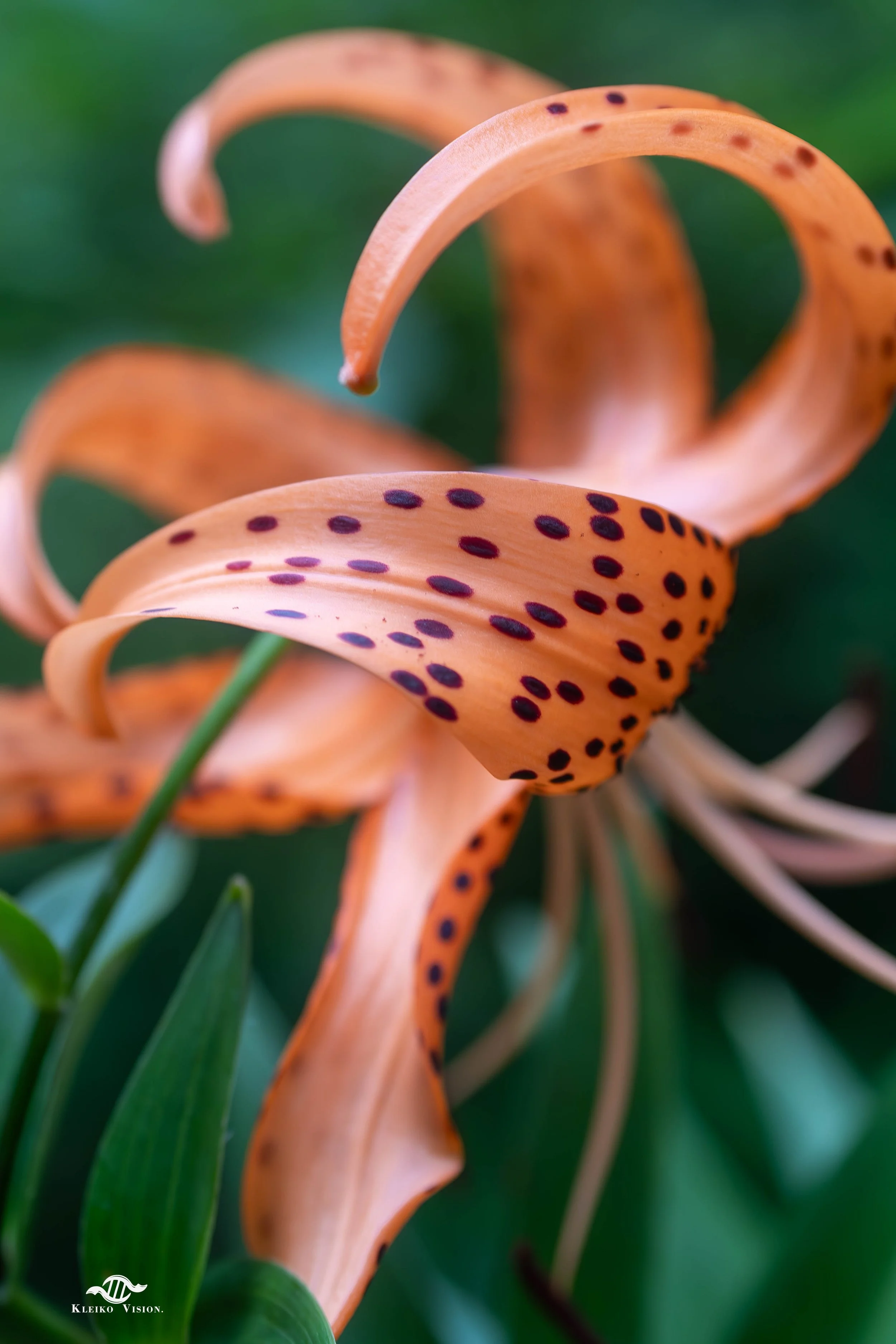 Close-up of a spotted orange tiger lily with curling petals against green foliage