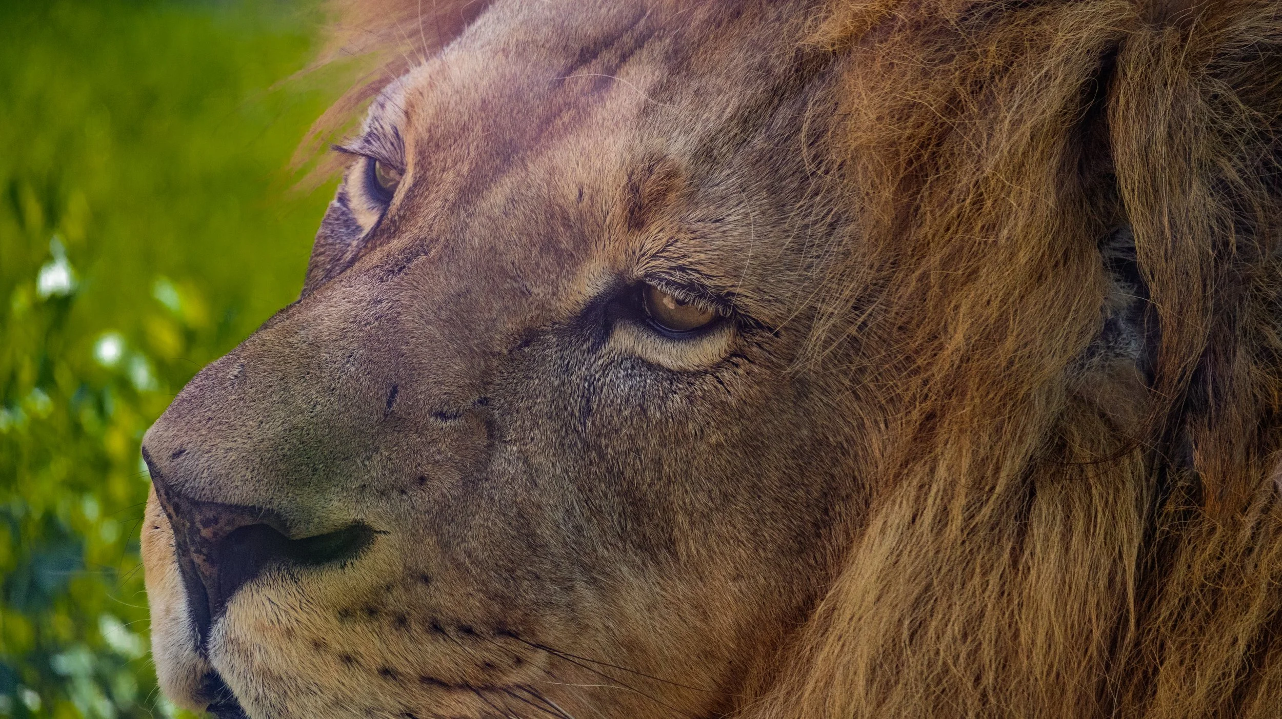 Close-up profile portrait of a male lion resting calmly in tall grass