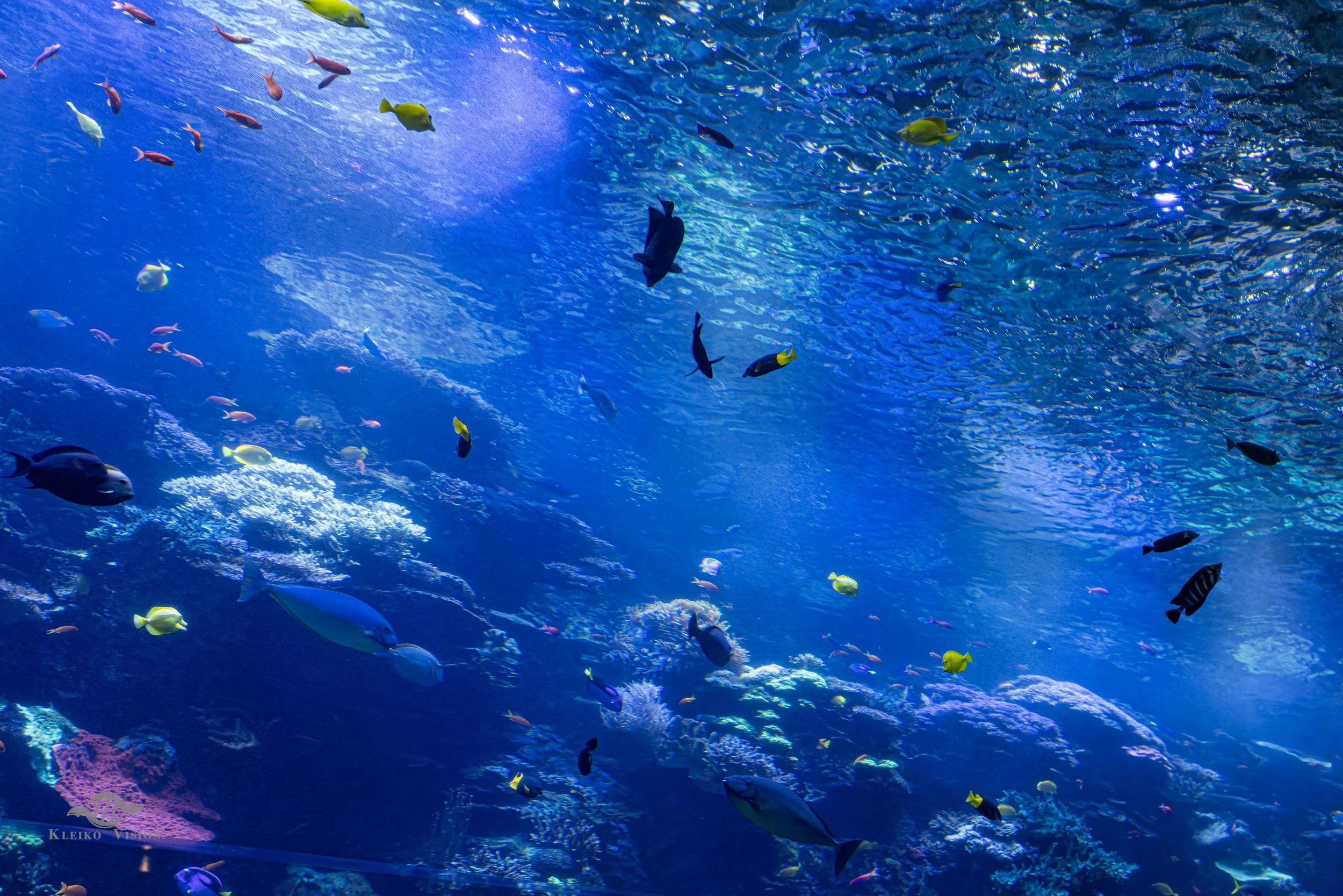 Wide view of a coral reef aquarium tank filled with schools of tropical fish