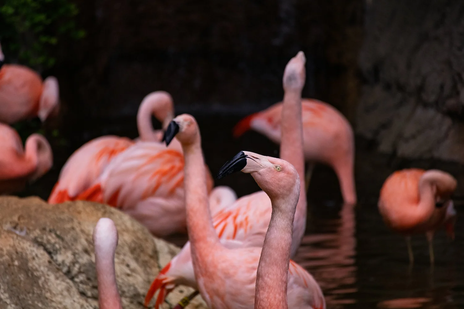 Flamingos by Kleiko Vision
